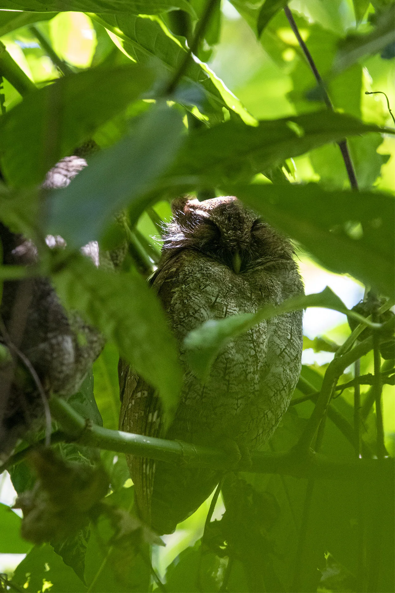 Screech Owl