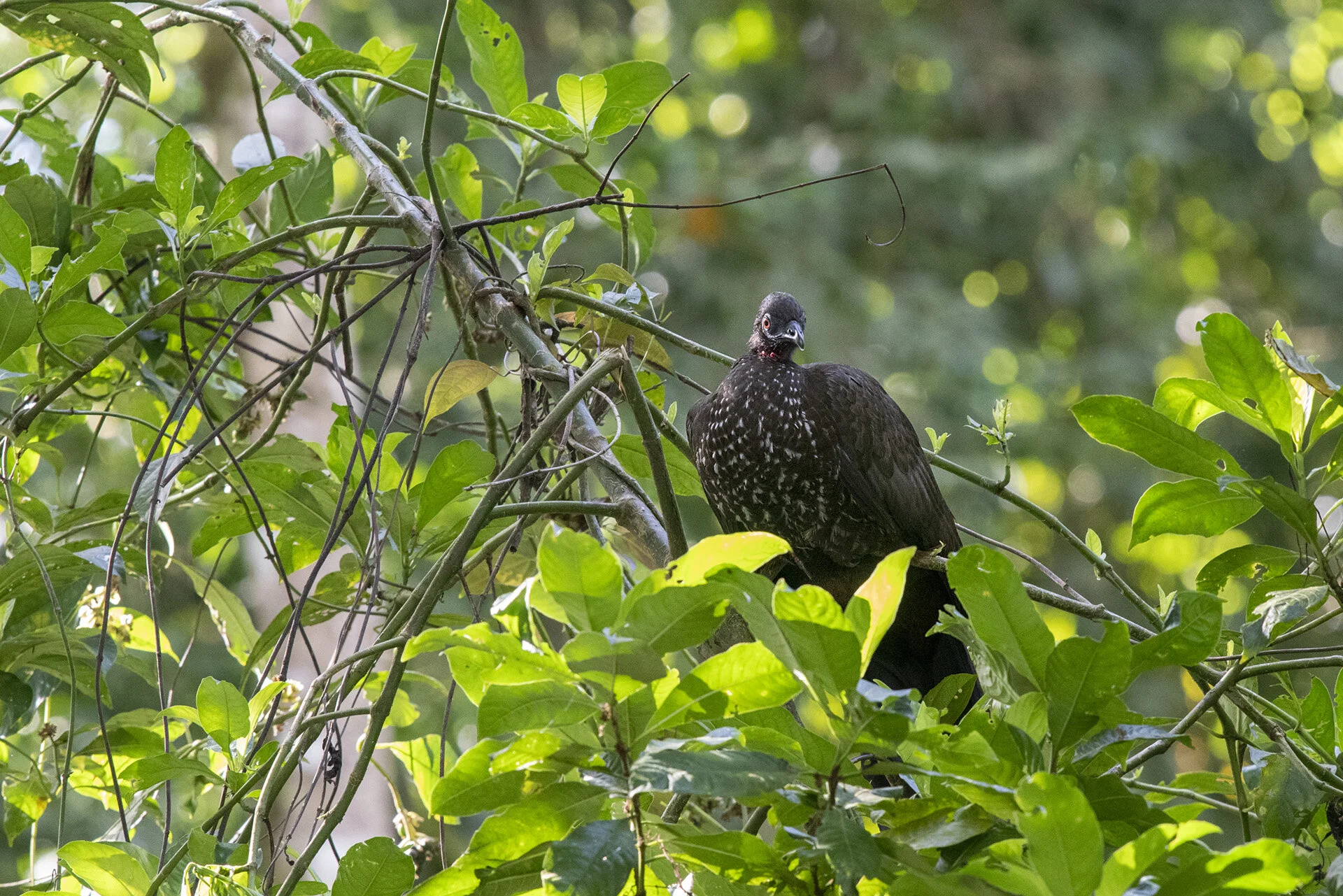 Crested Guan