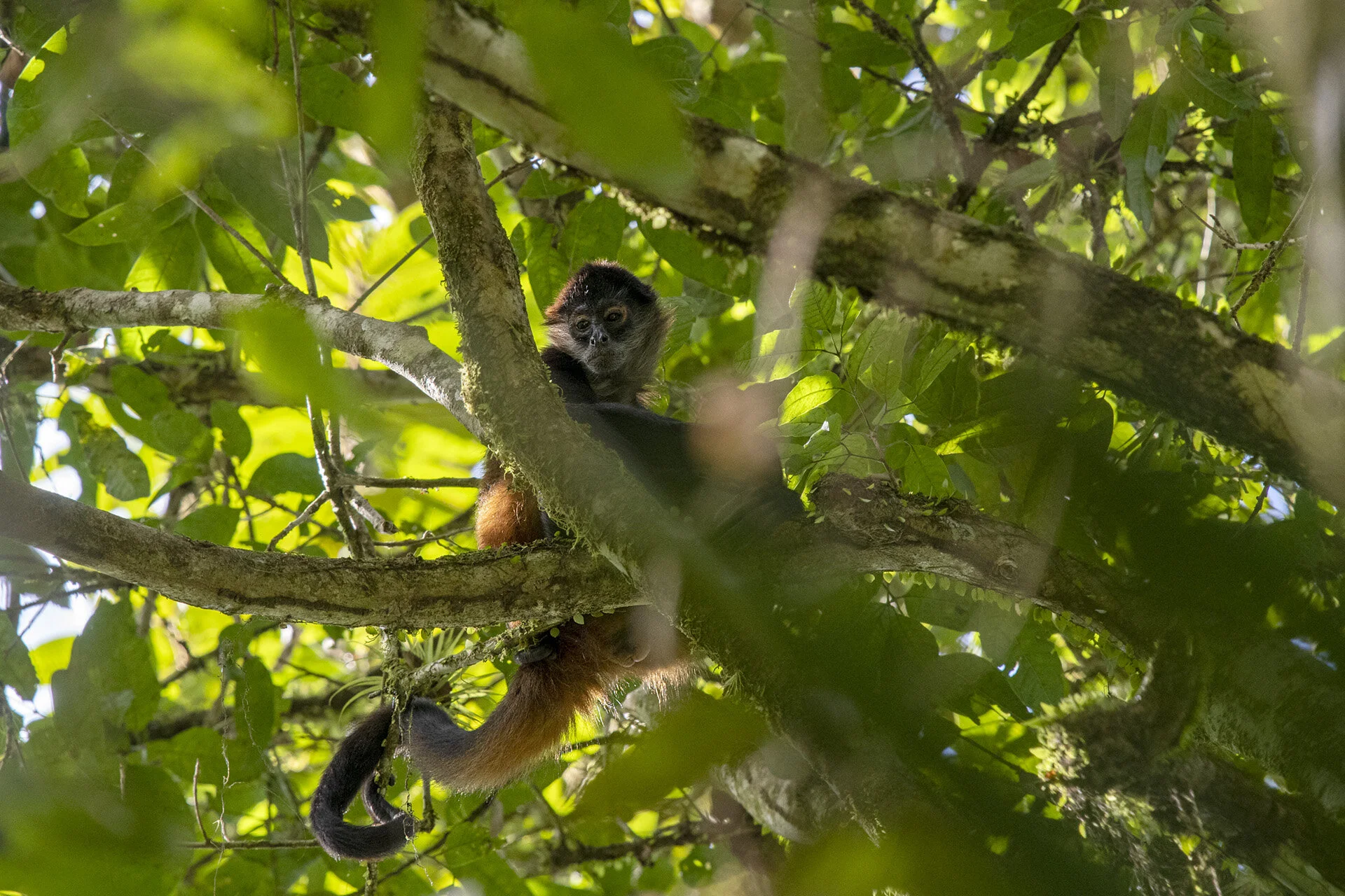 Spider Monkey