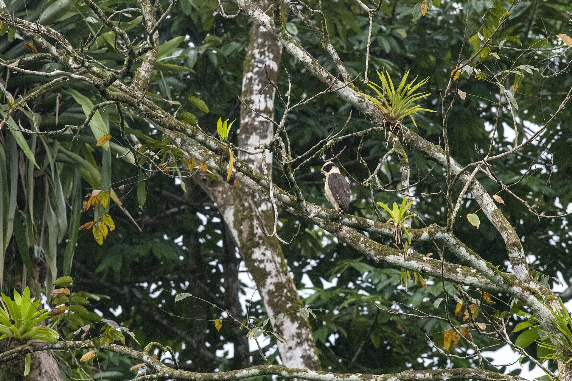 Laughing Falcon