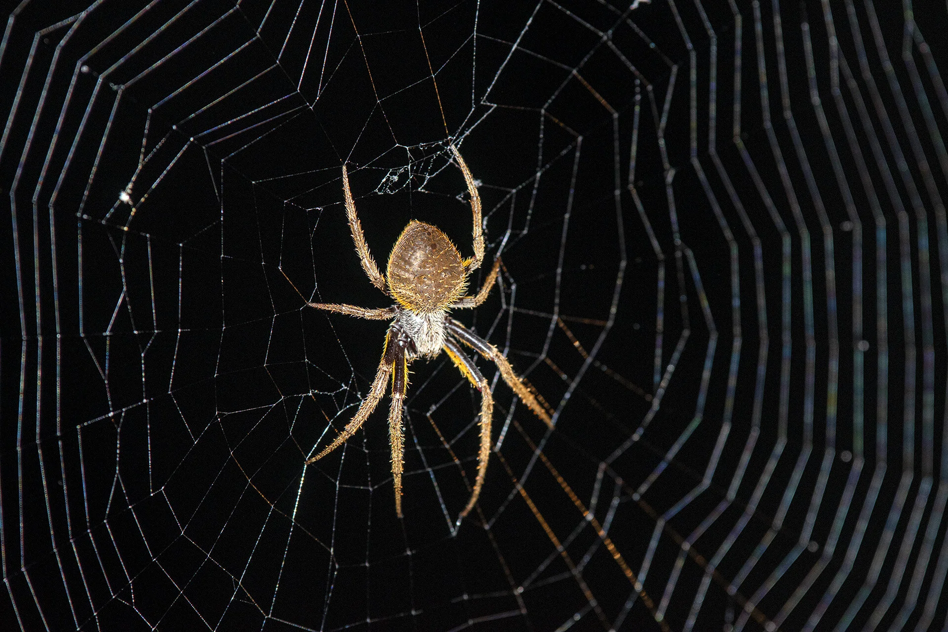 Suspension Bridge Spider