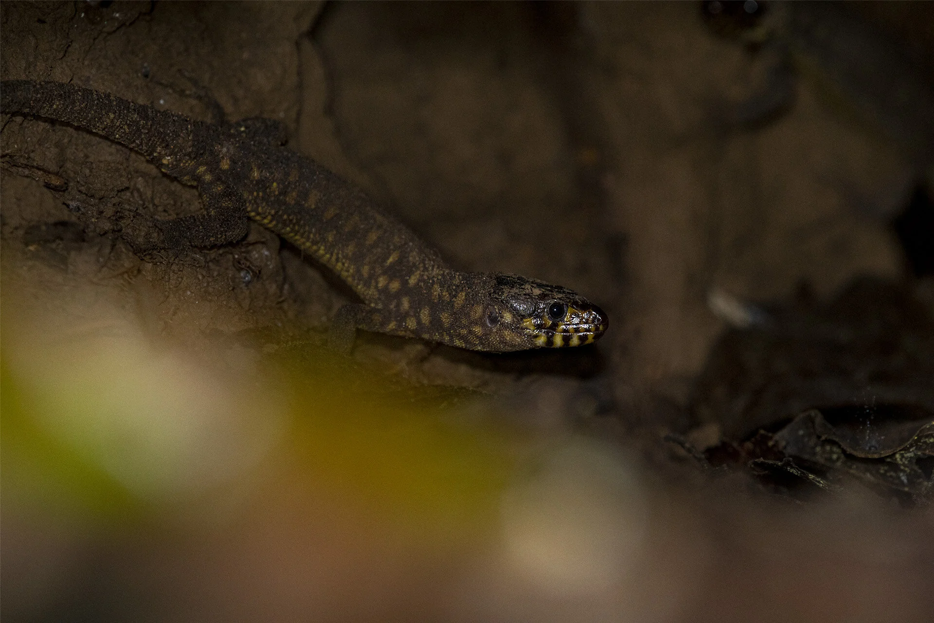 Lizard in a Hole