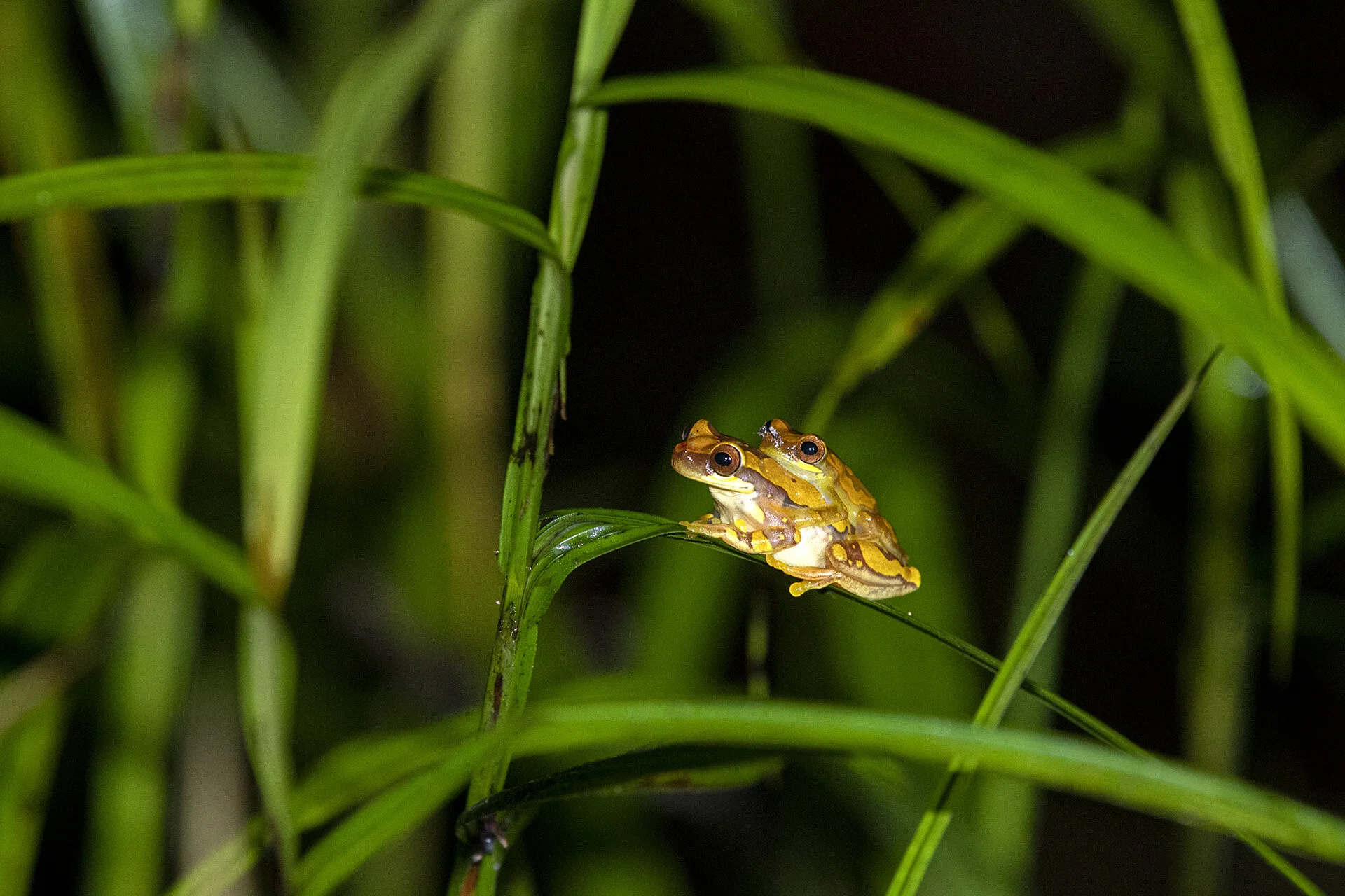 Halequin Frogs