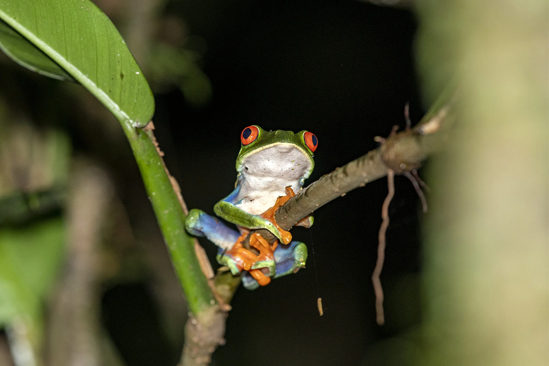 Red-eyed Treefrog