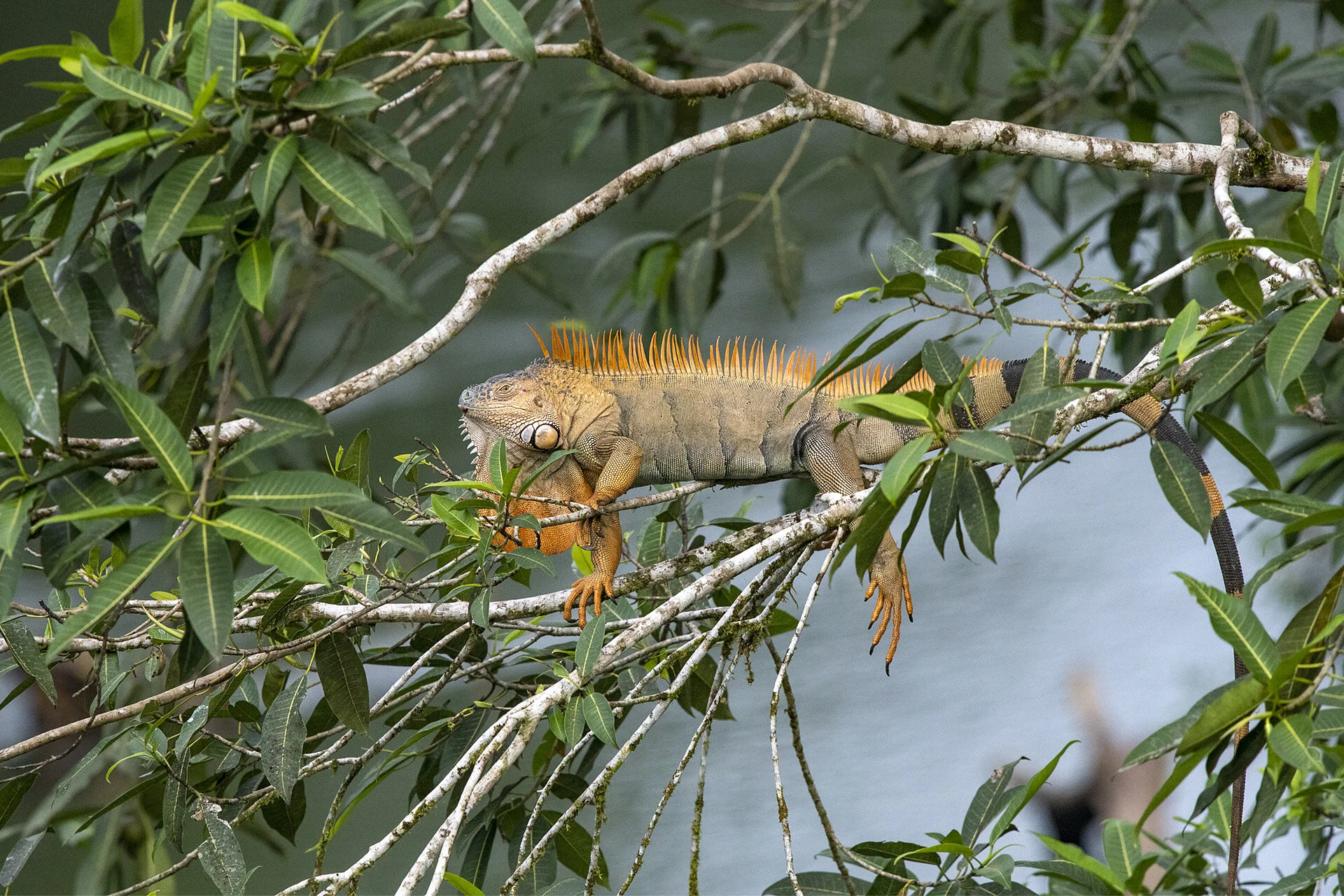 Green Iguana