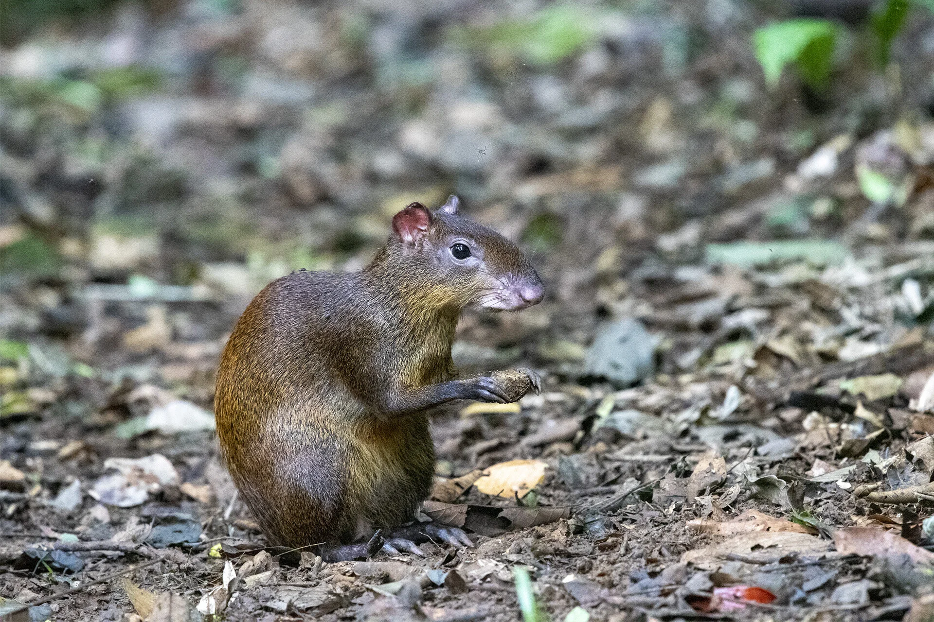 Agouti