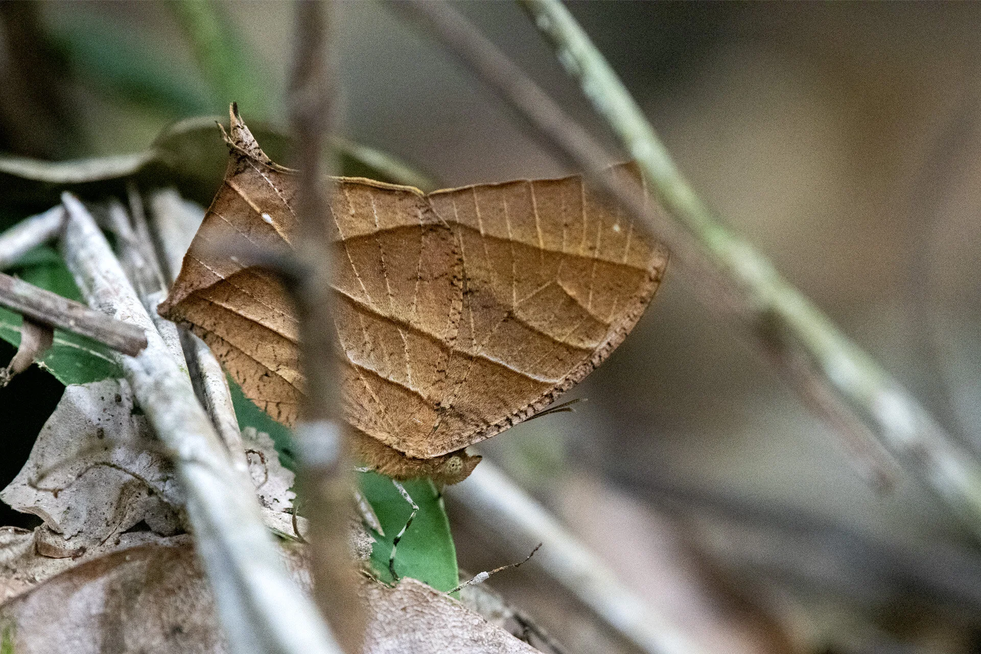 Dead Leaf Mimic Butterfly