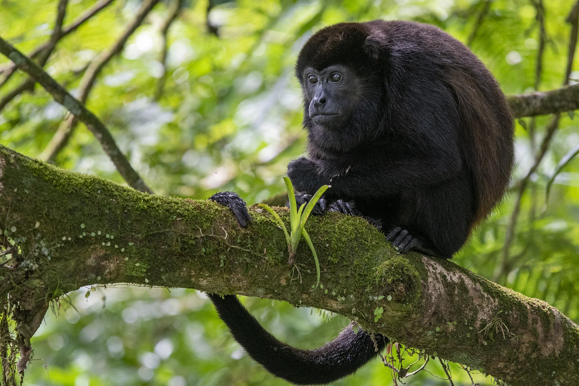 Howler Monkey