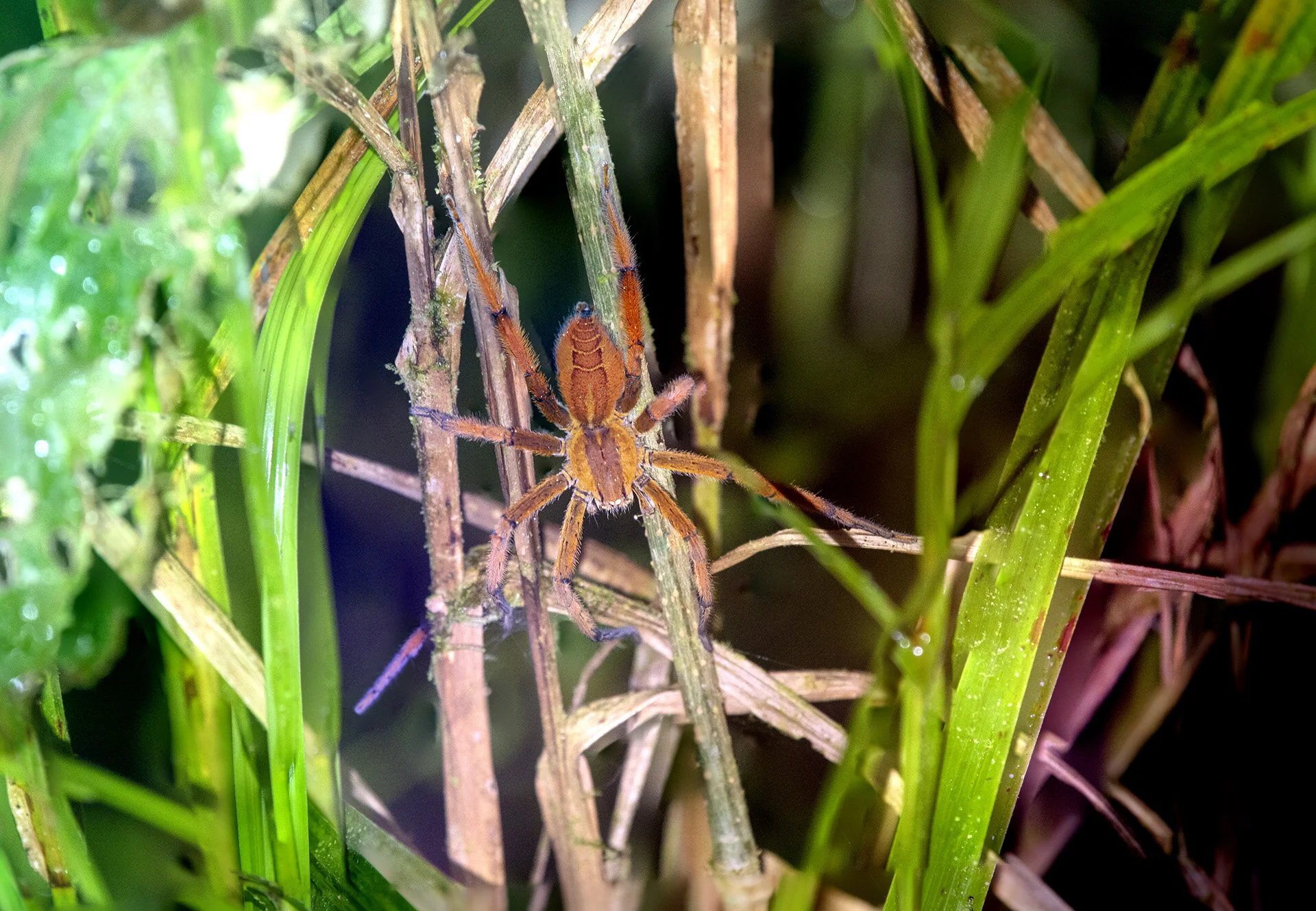 Russet Wolf Spider
