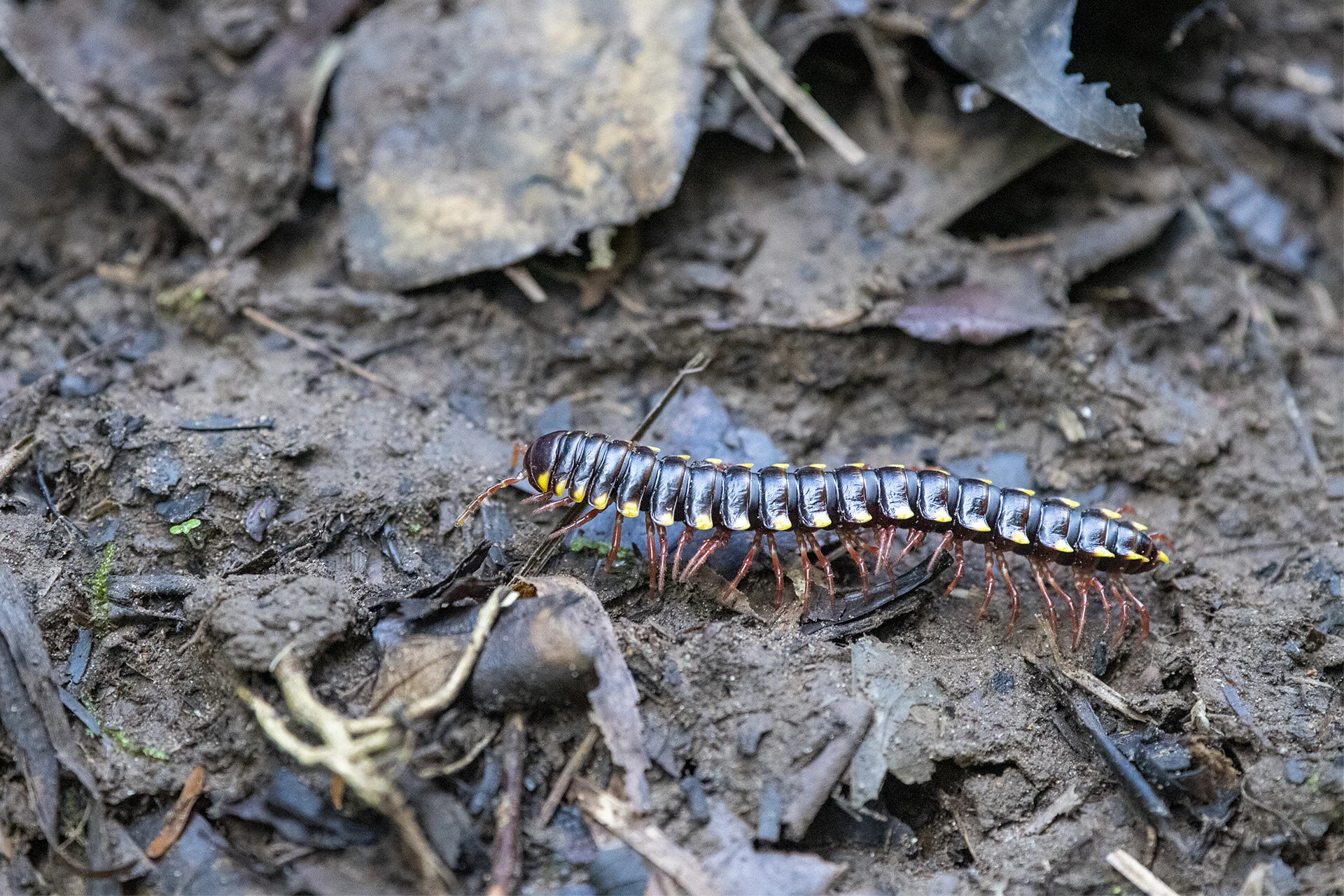 Millipede