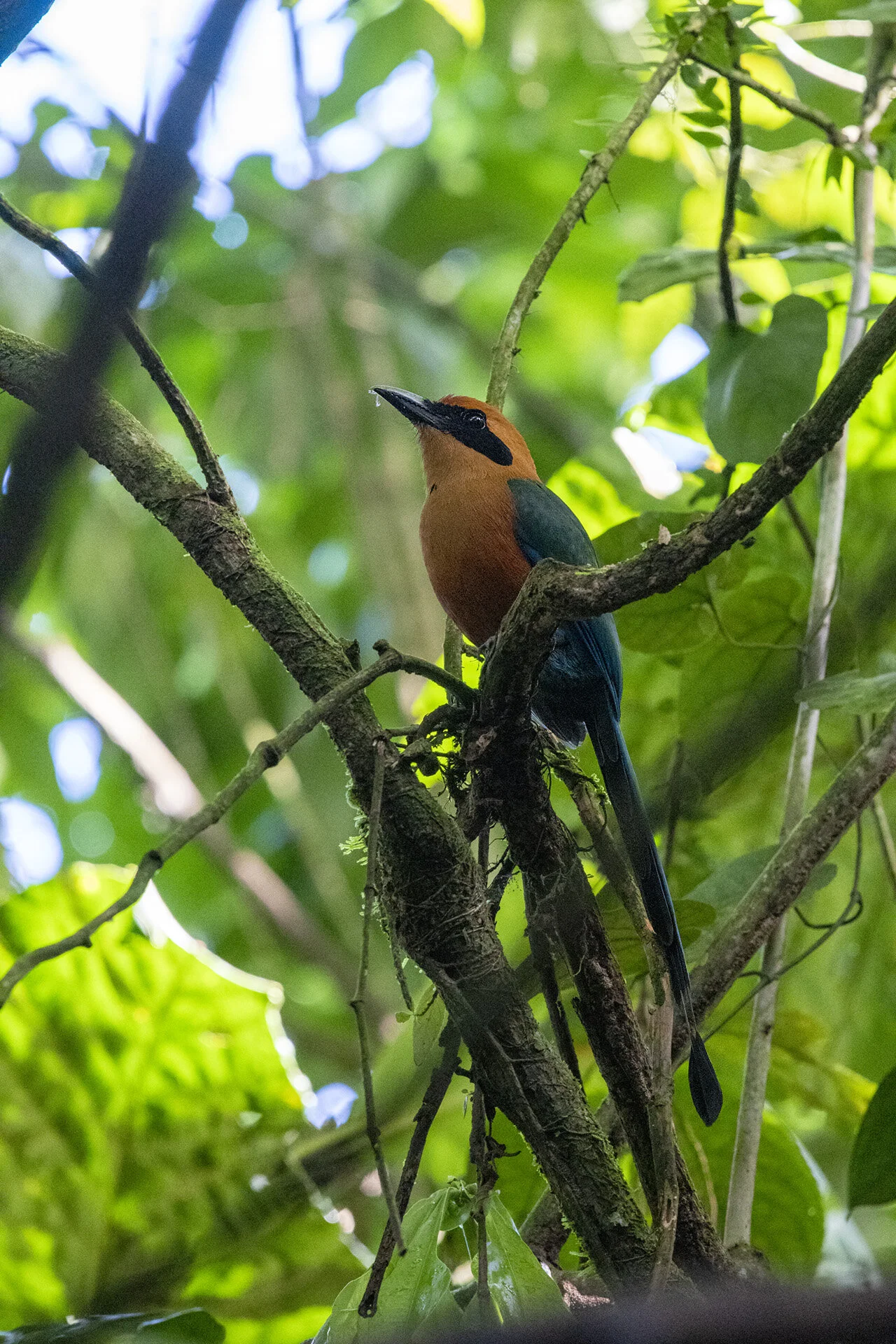Rufous Motmot