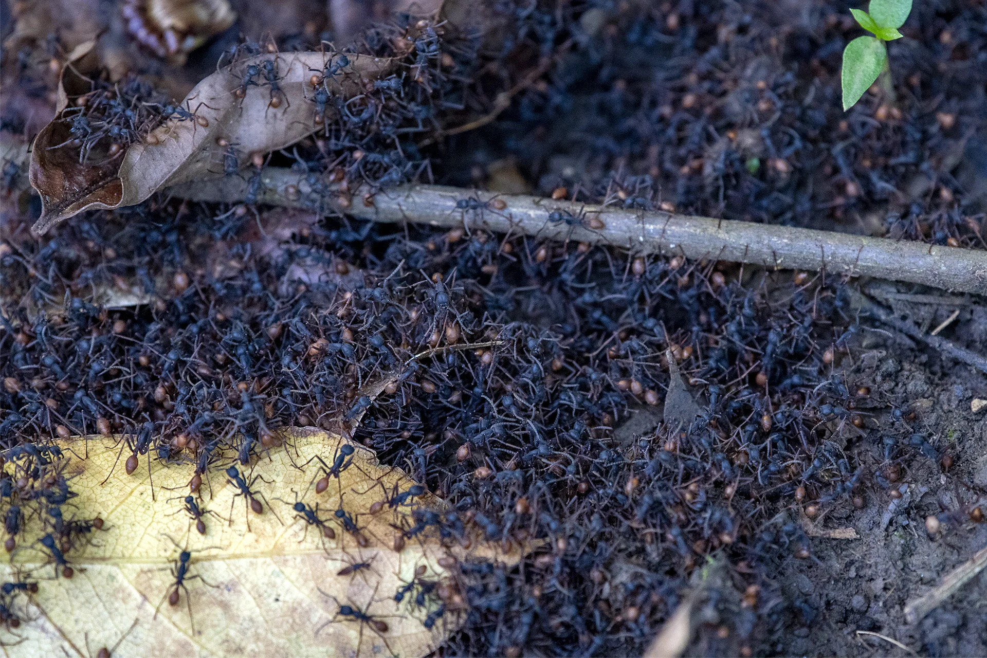 Swarming Army Ants