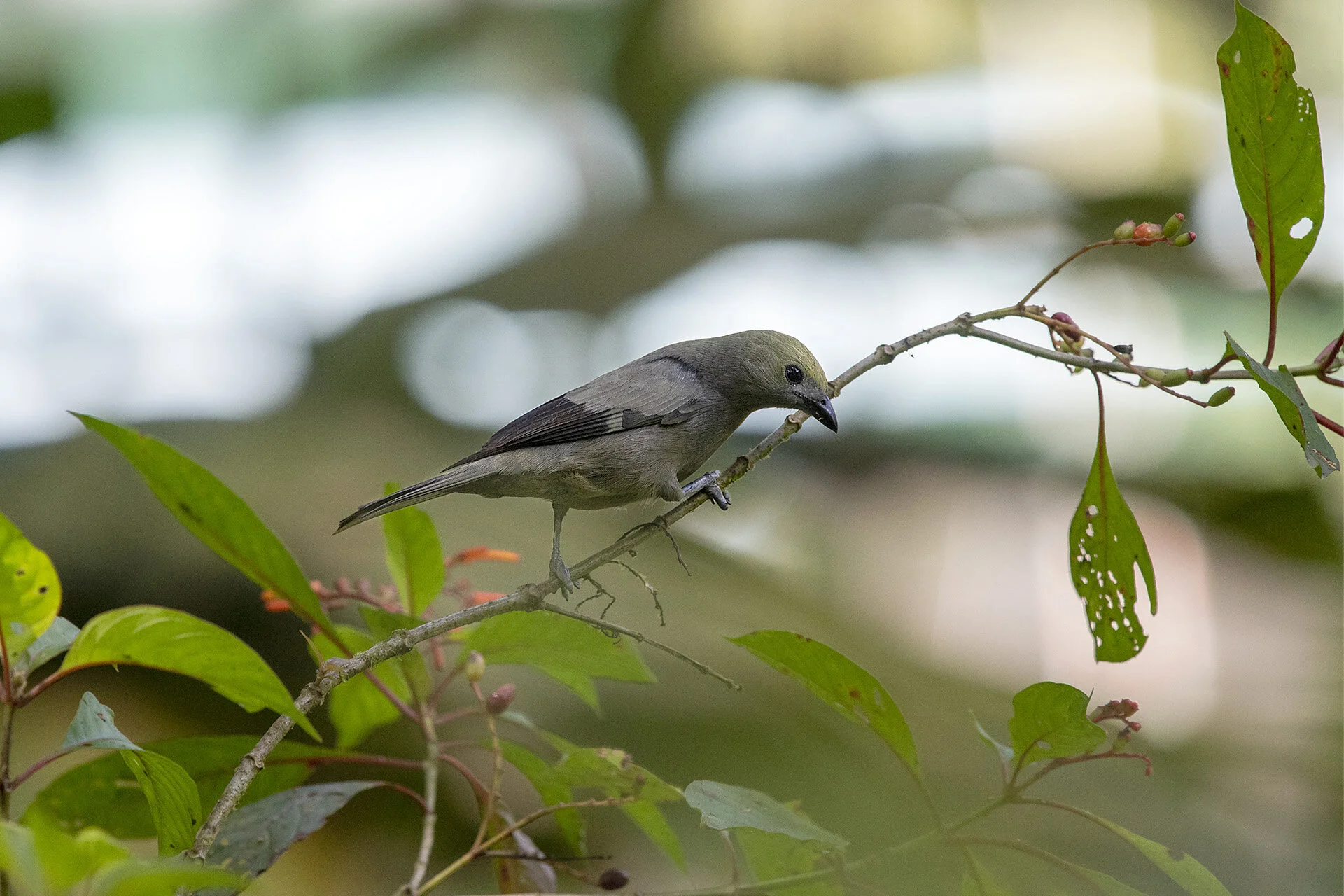 Palm Tanager