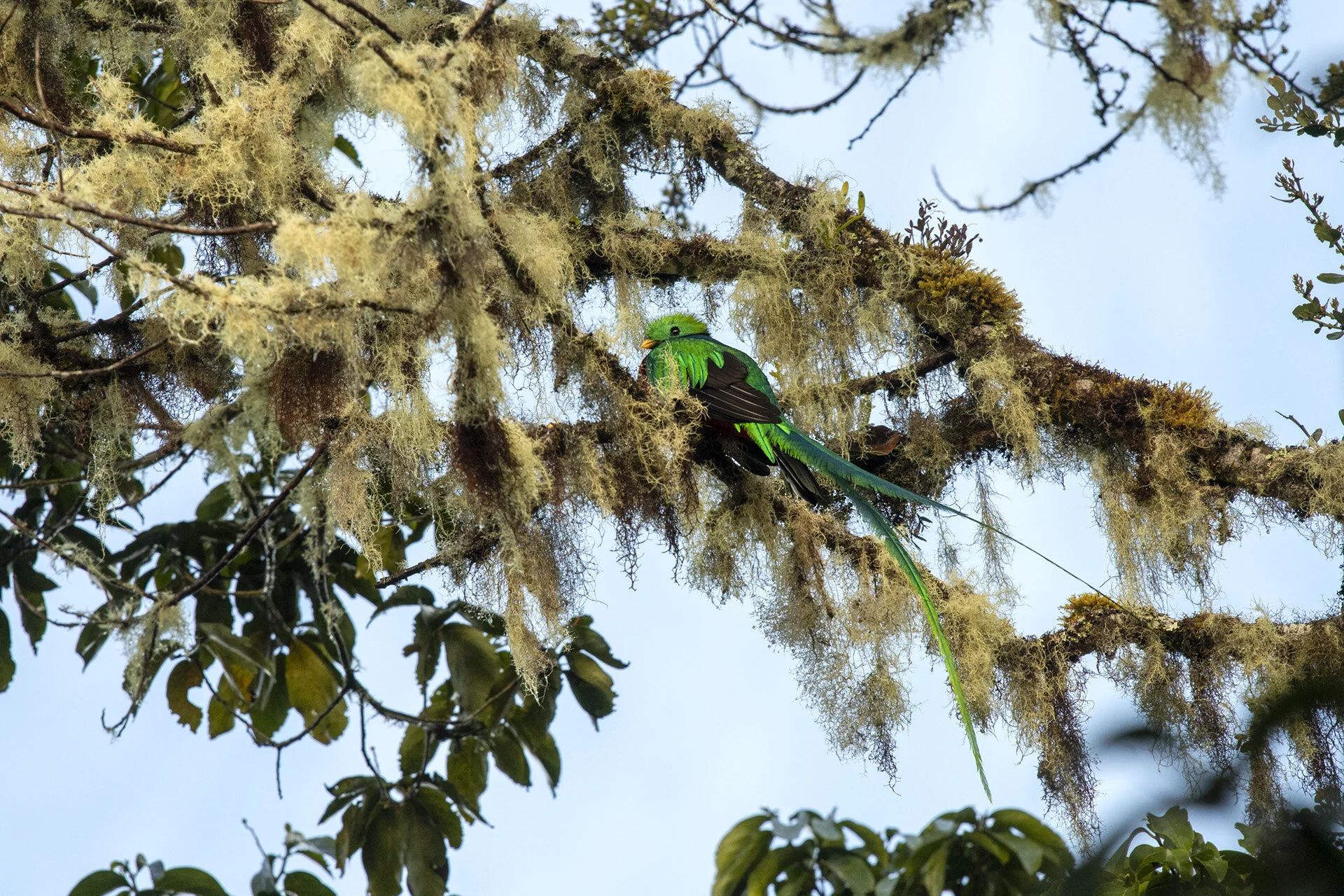 Male Quetzal