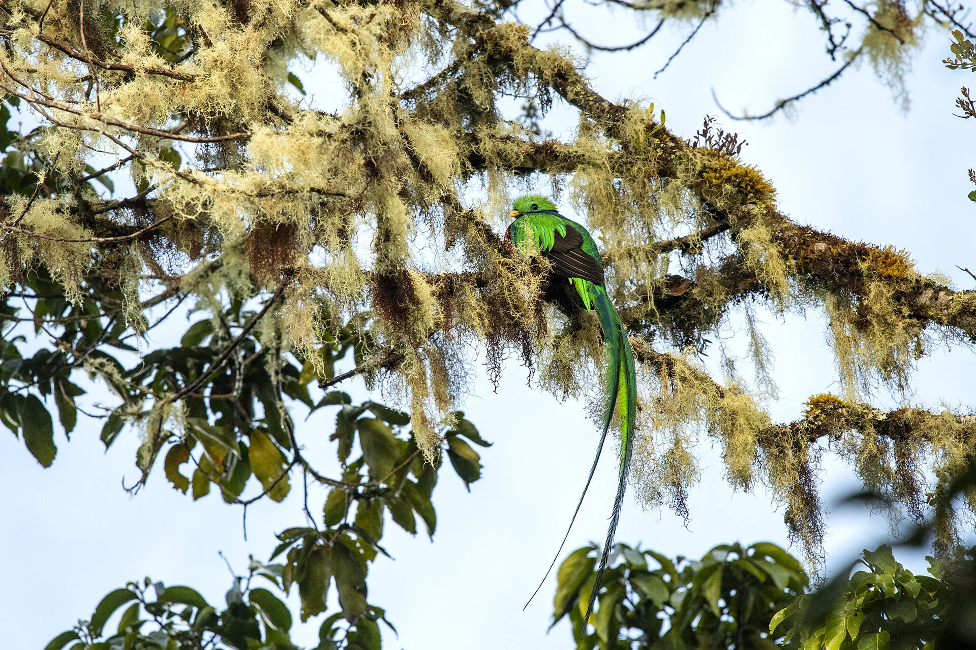 Male Quetzal