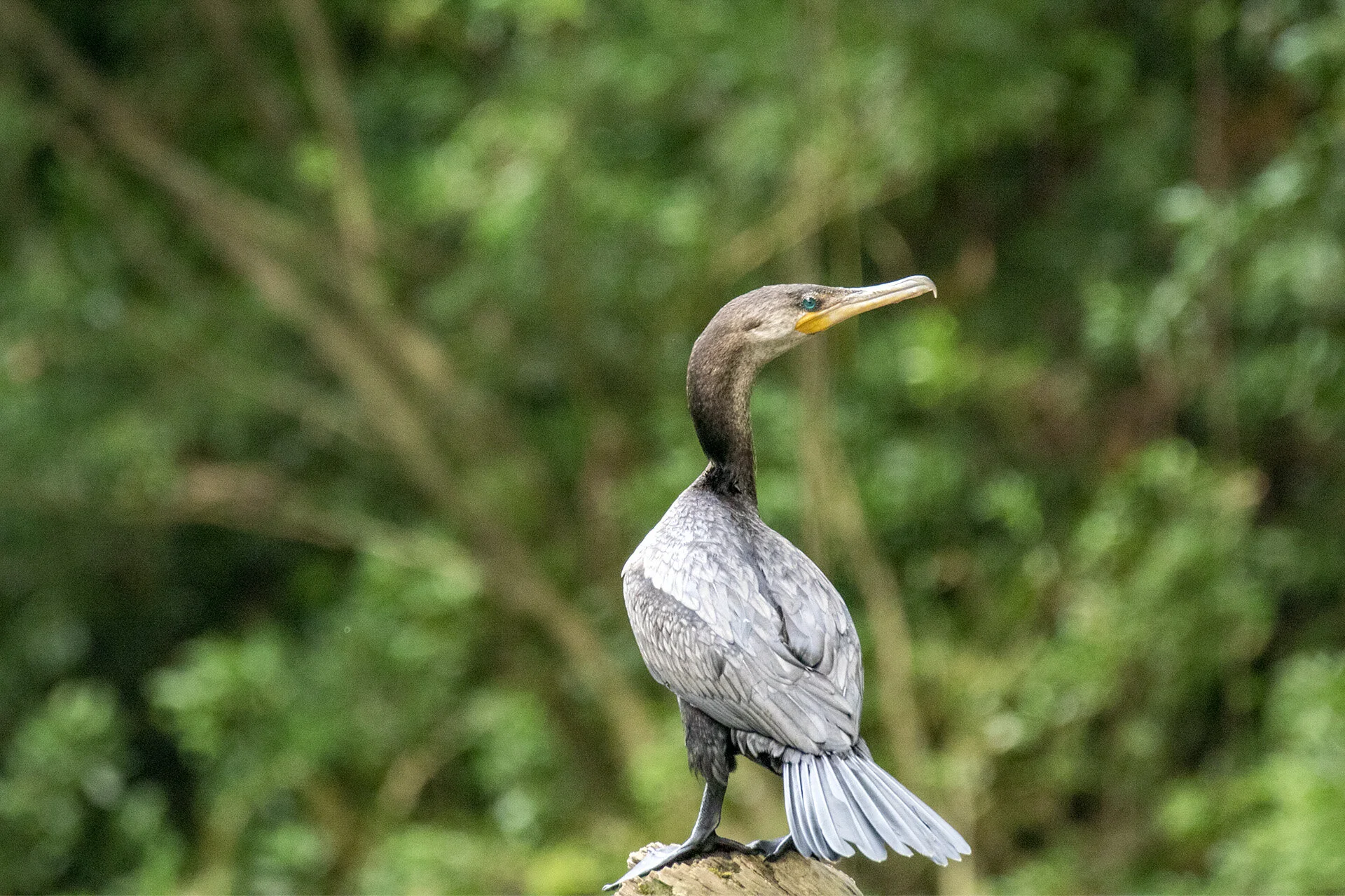 Neotropical Cormorant