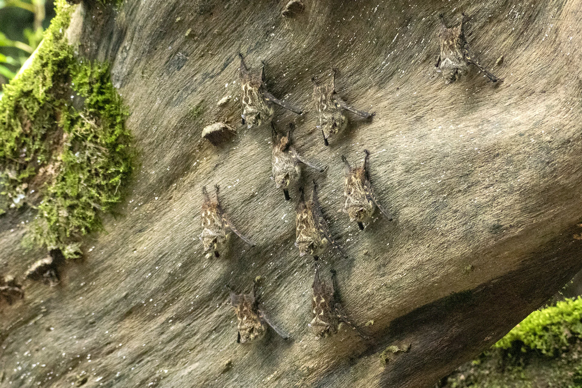Long-nosed Bats
