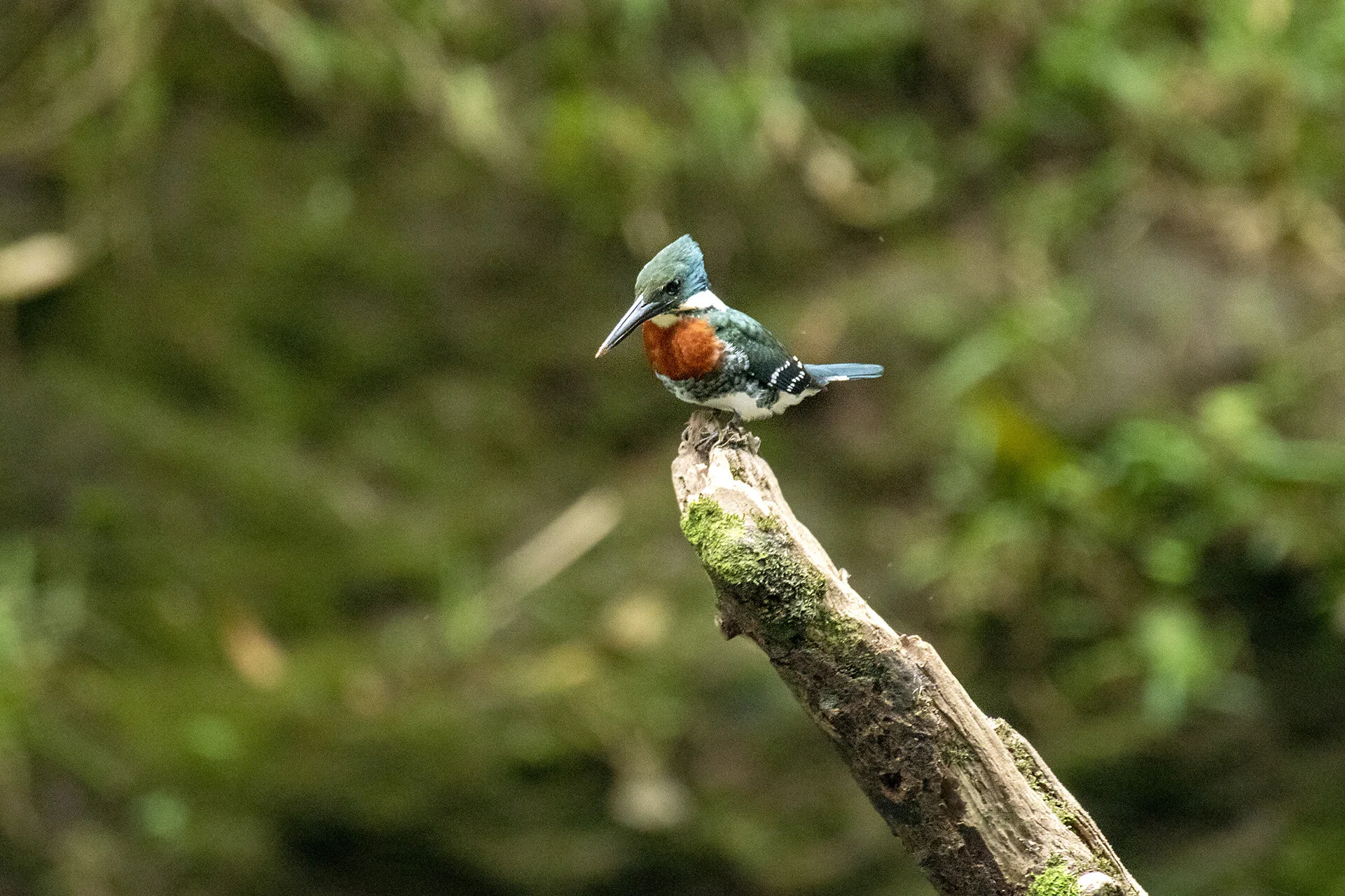 Green Kingfisher - male