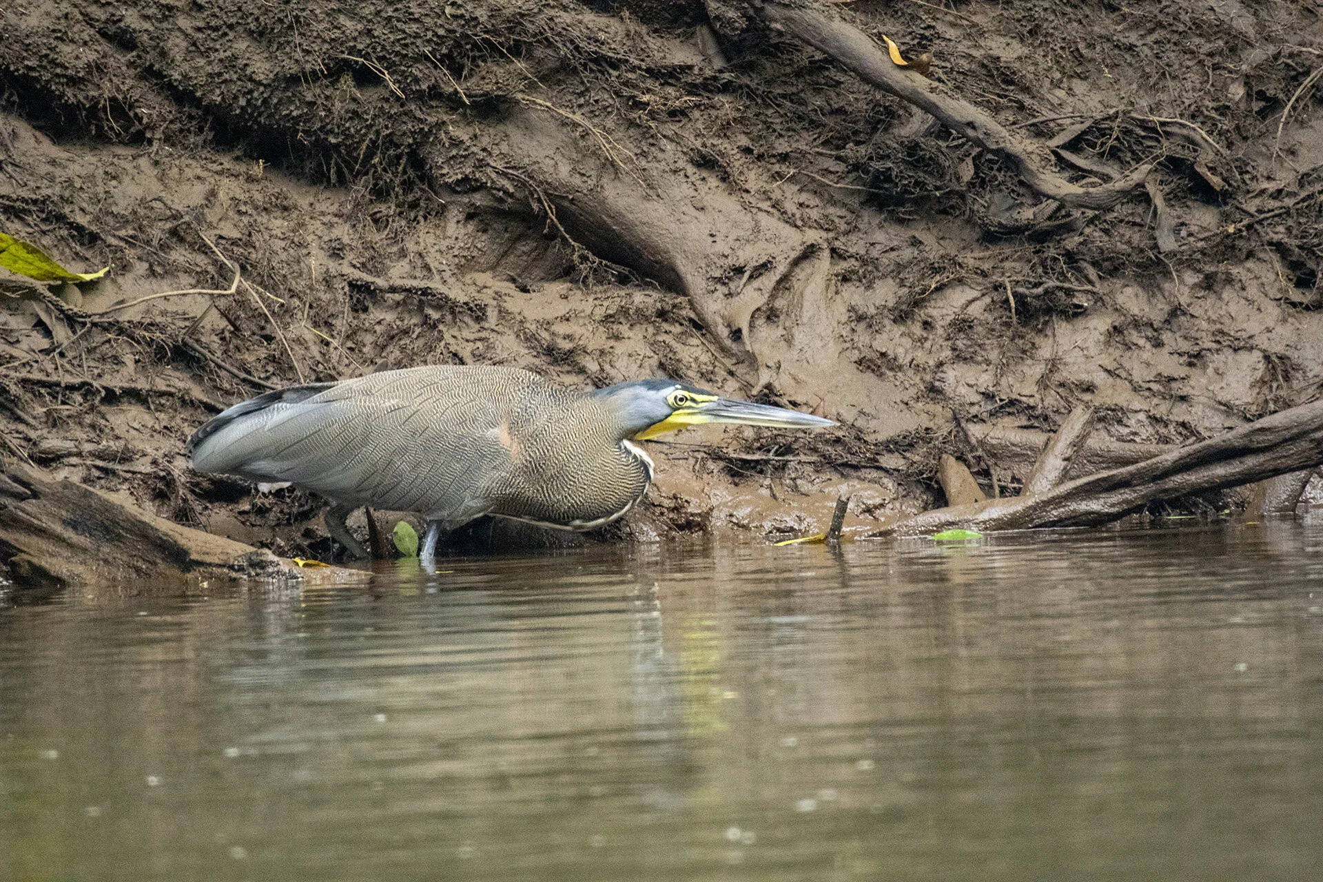 Tiger Heron