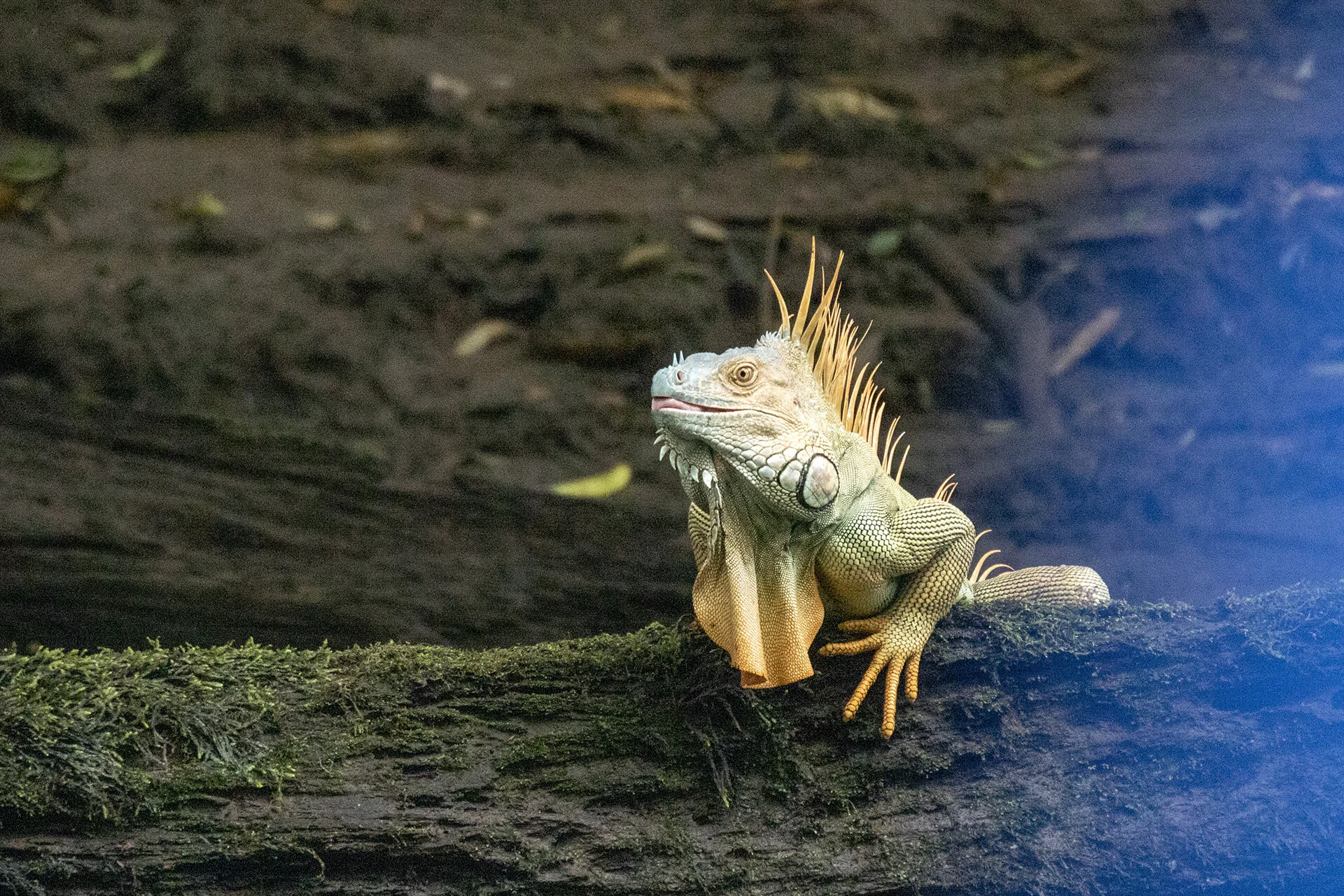 Green Iguana