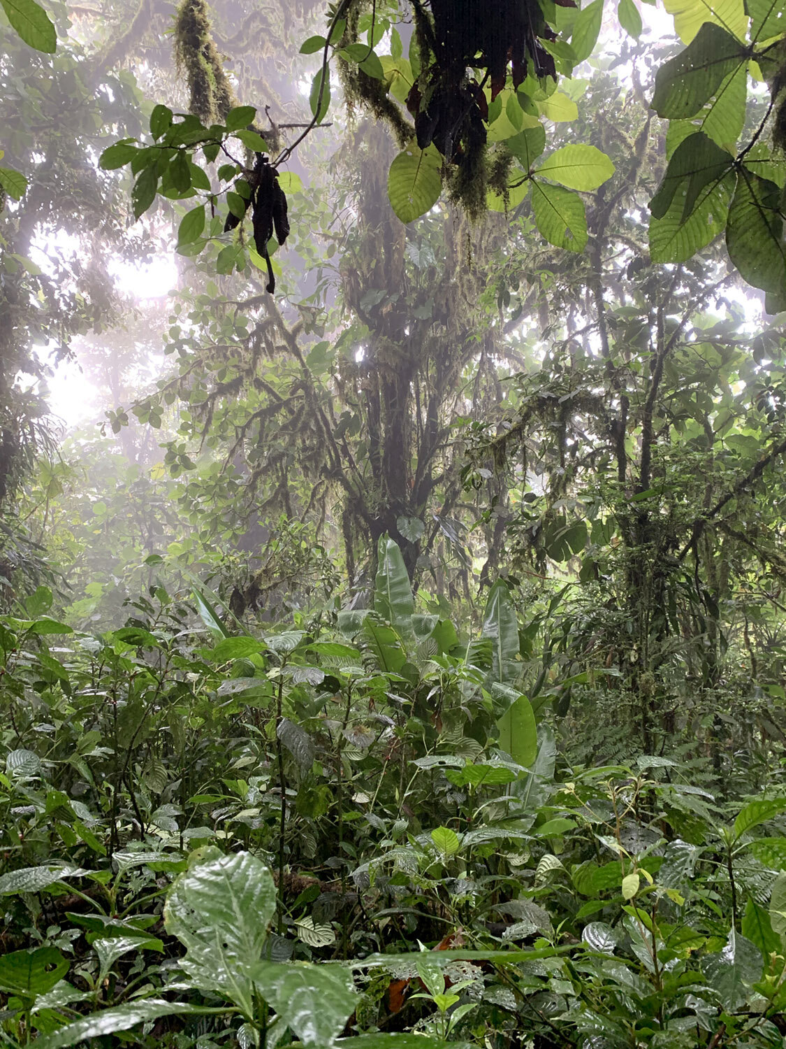 Cloud Forest
