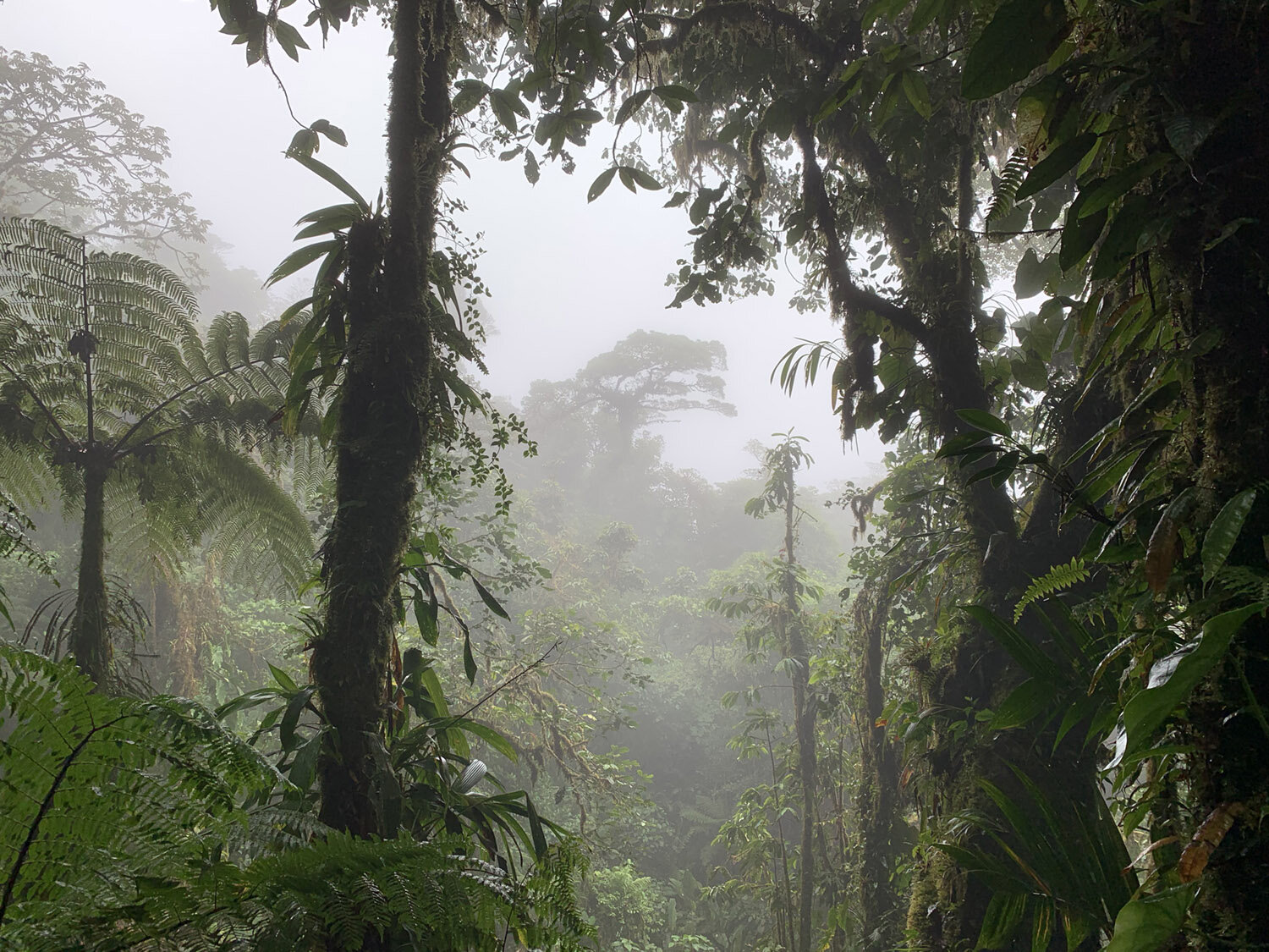 Cloud Forest