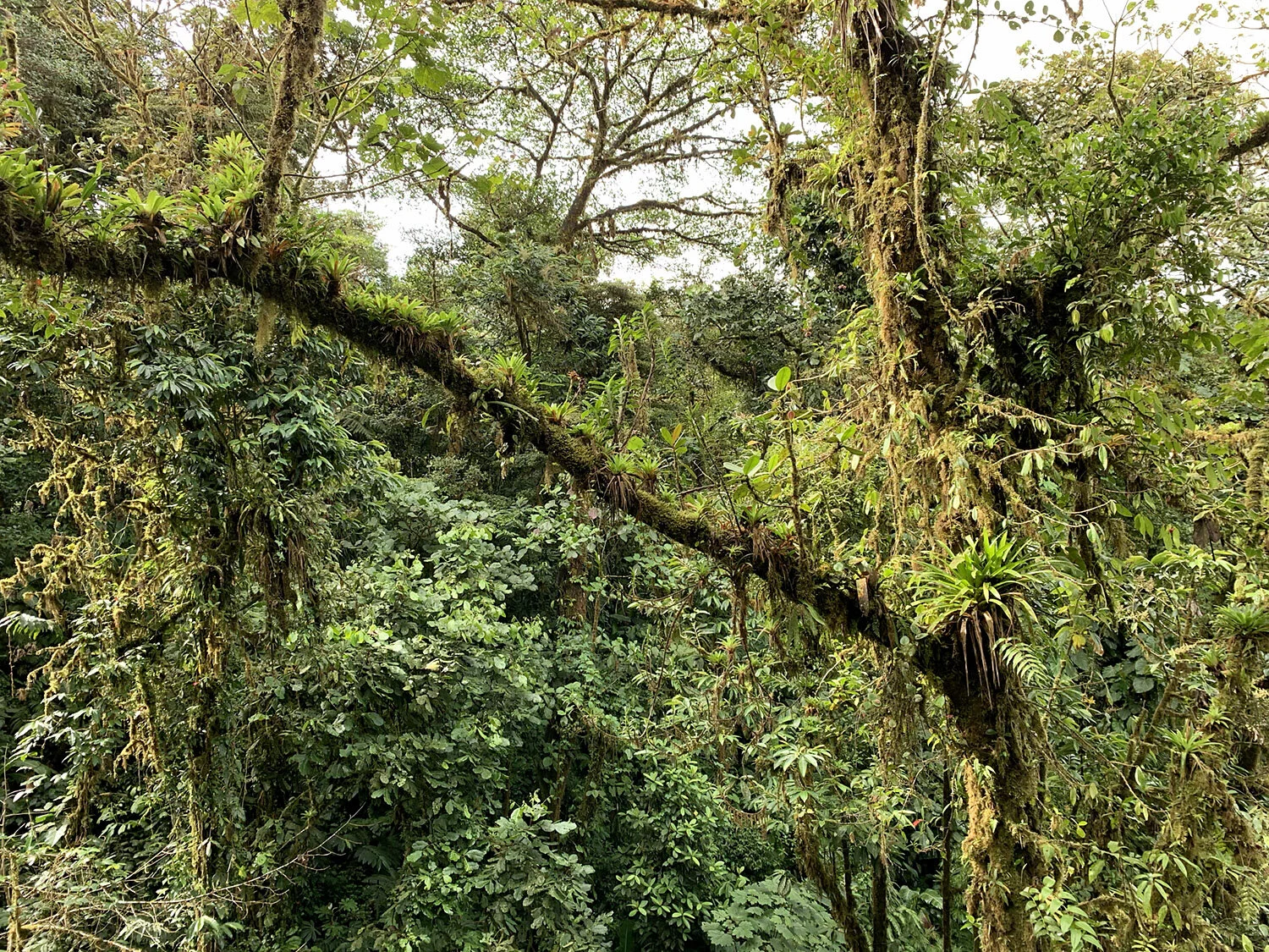 Epiphytes Galore