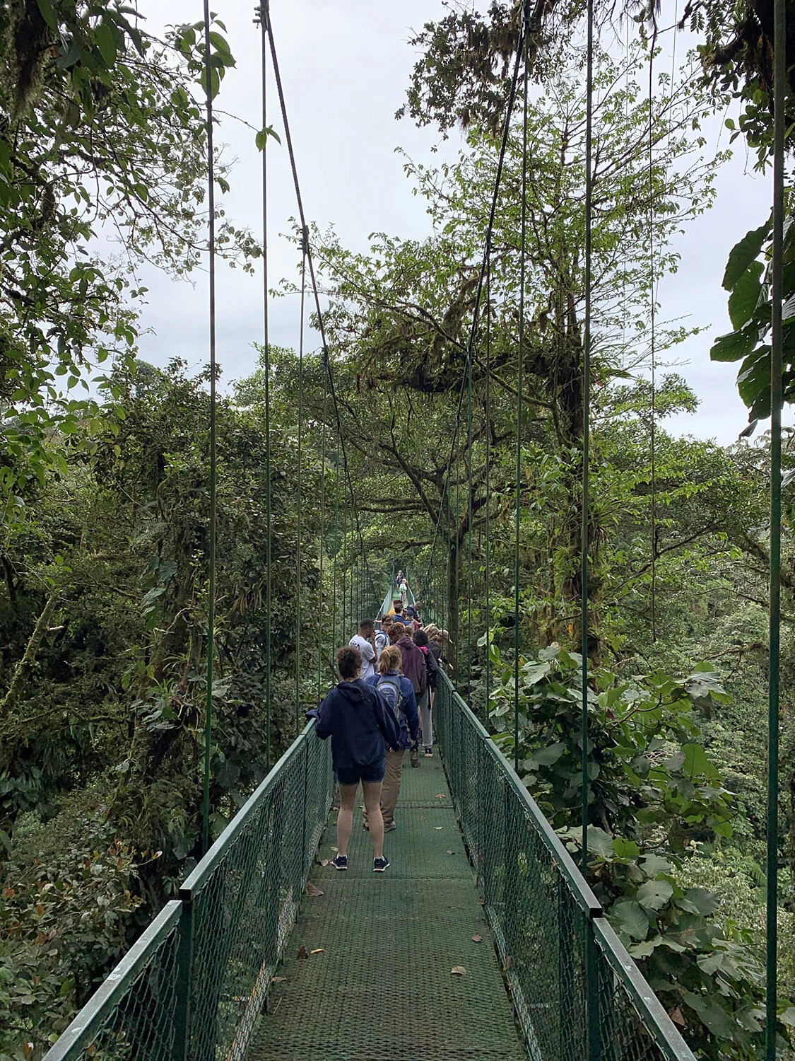 Canopy Bridge