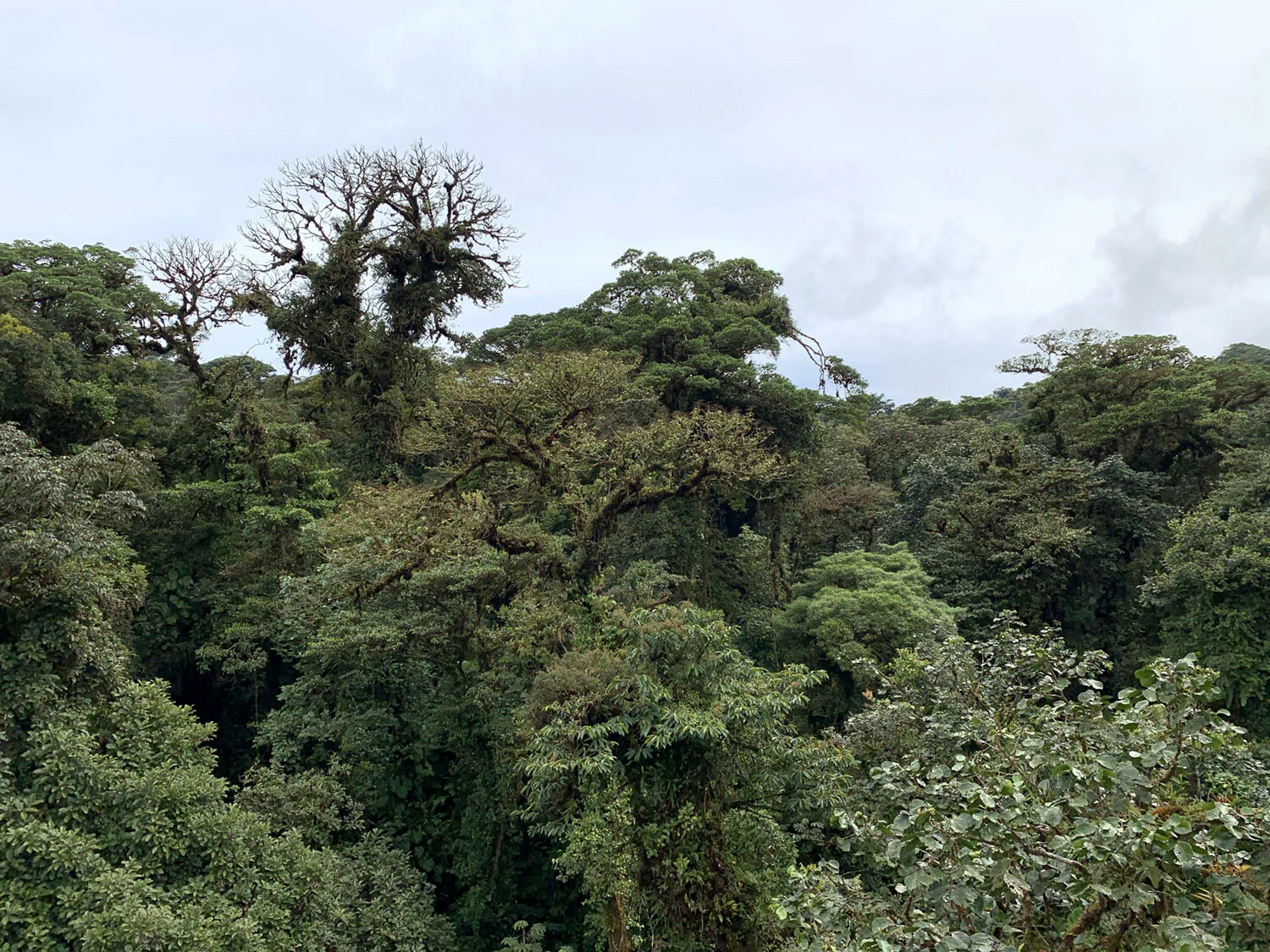 Cloud Forest Canopy
