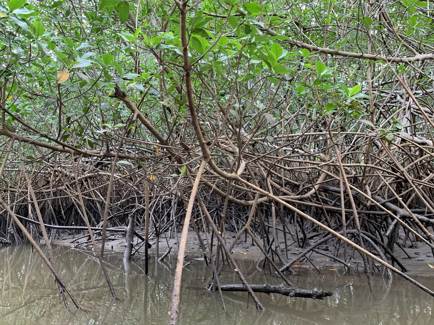 Mangrove Roots