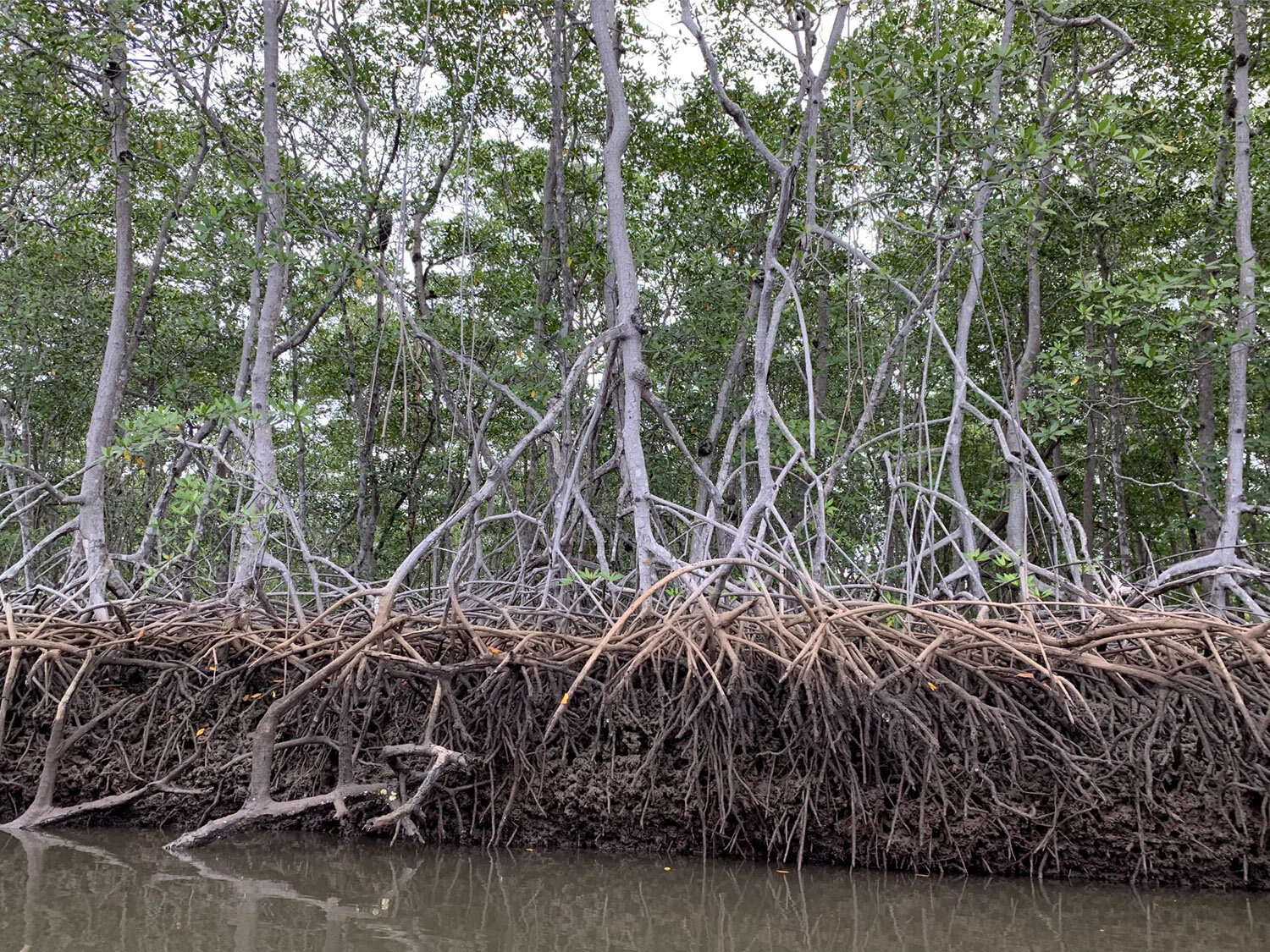 Mangrove Roots