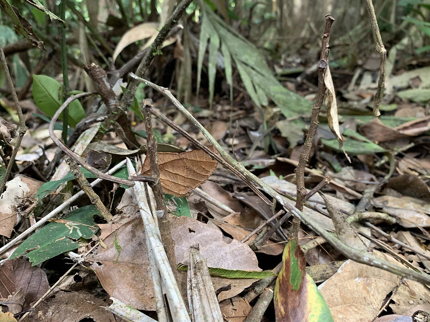 Dead Leaf Mimic Butterfly