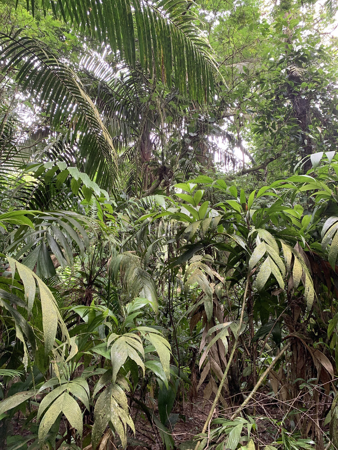 Le Selva - The Jungle