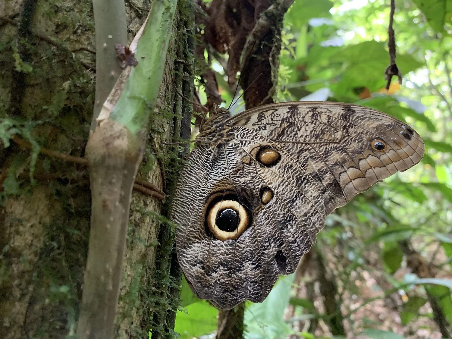Blue Morpho Butterfly