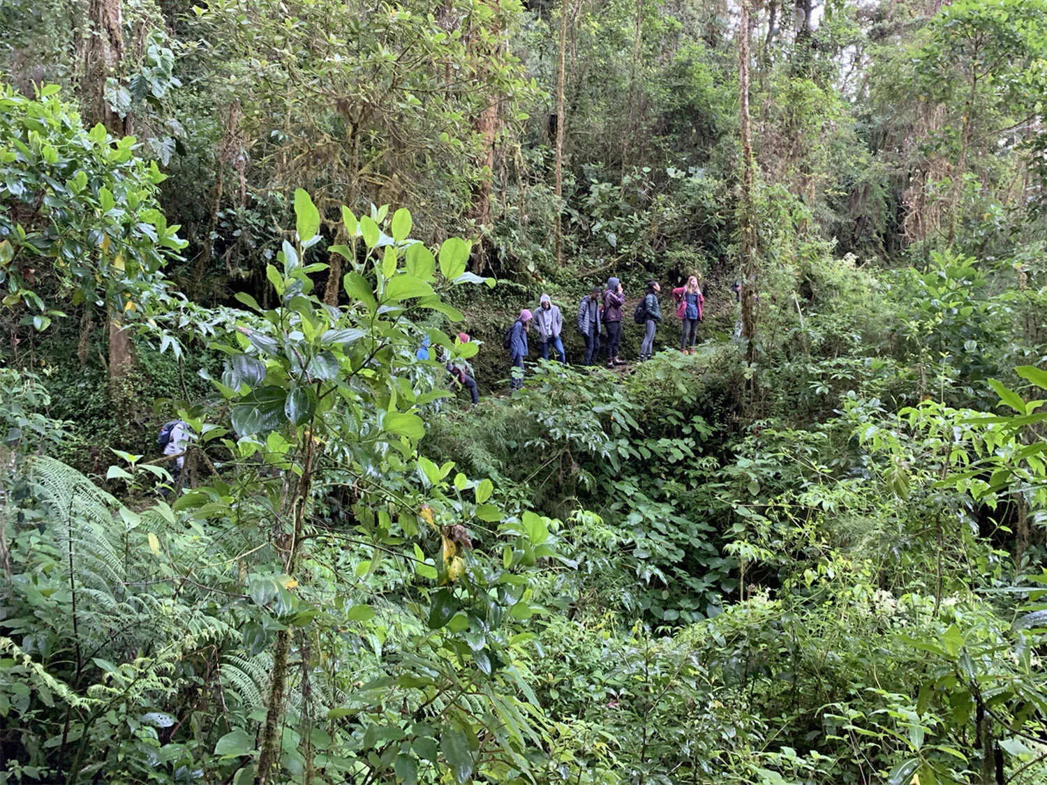 Quetzal Hunting