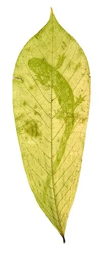 Spotted Salamander in Pawpaw Leaf