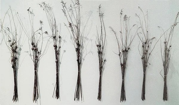 Goldenrod Galls