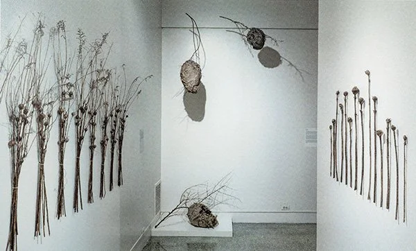 Paper Wasp Nests & Galls