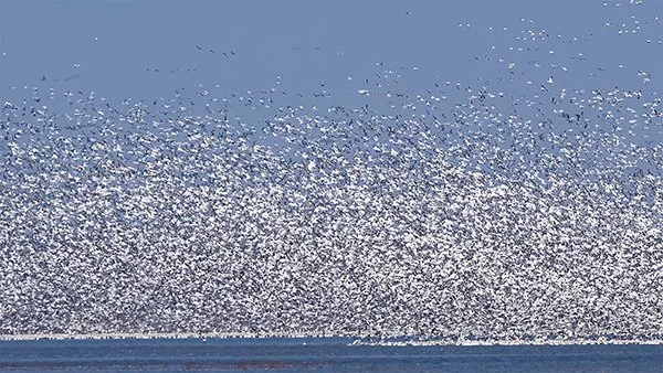 Snow Geese (Still from video)