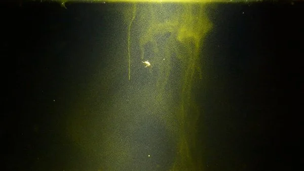 Plankton Murmurations (Still from video)