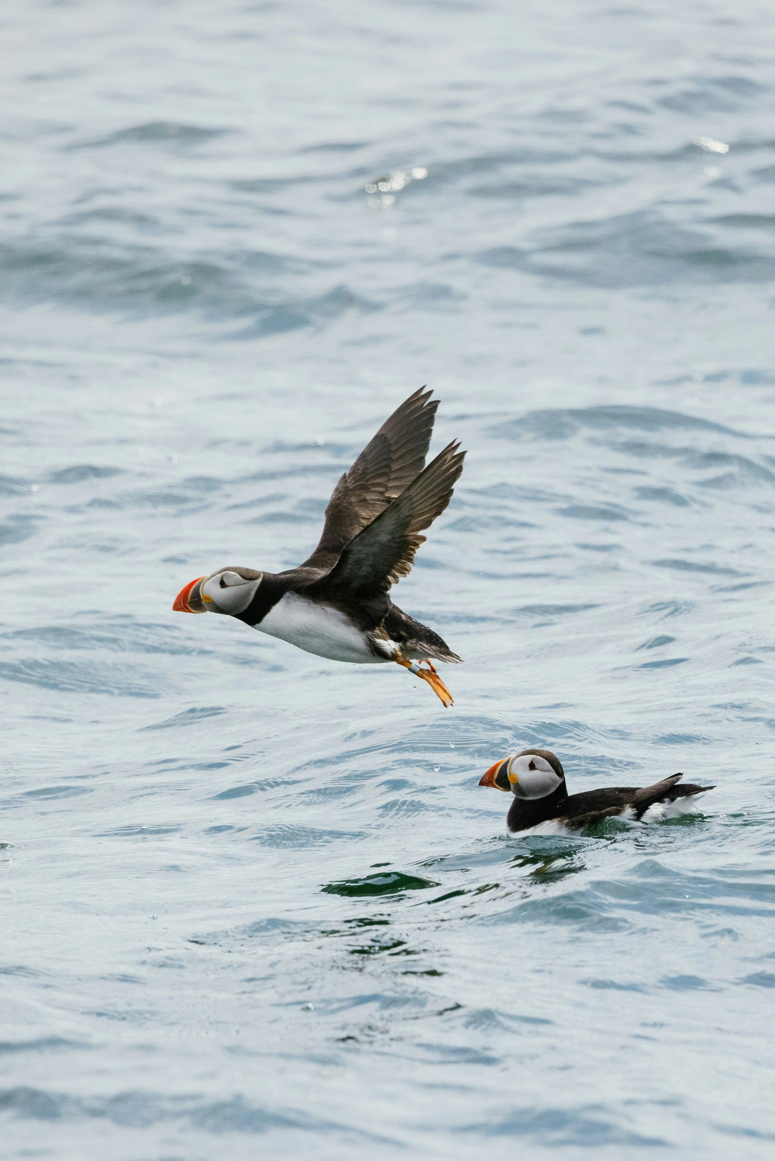 Two puffin birds in the water, one flying and one swimming, with the ocean in the background.