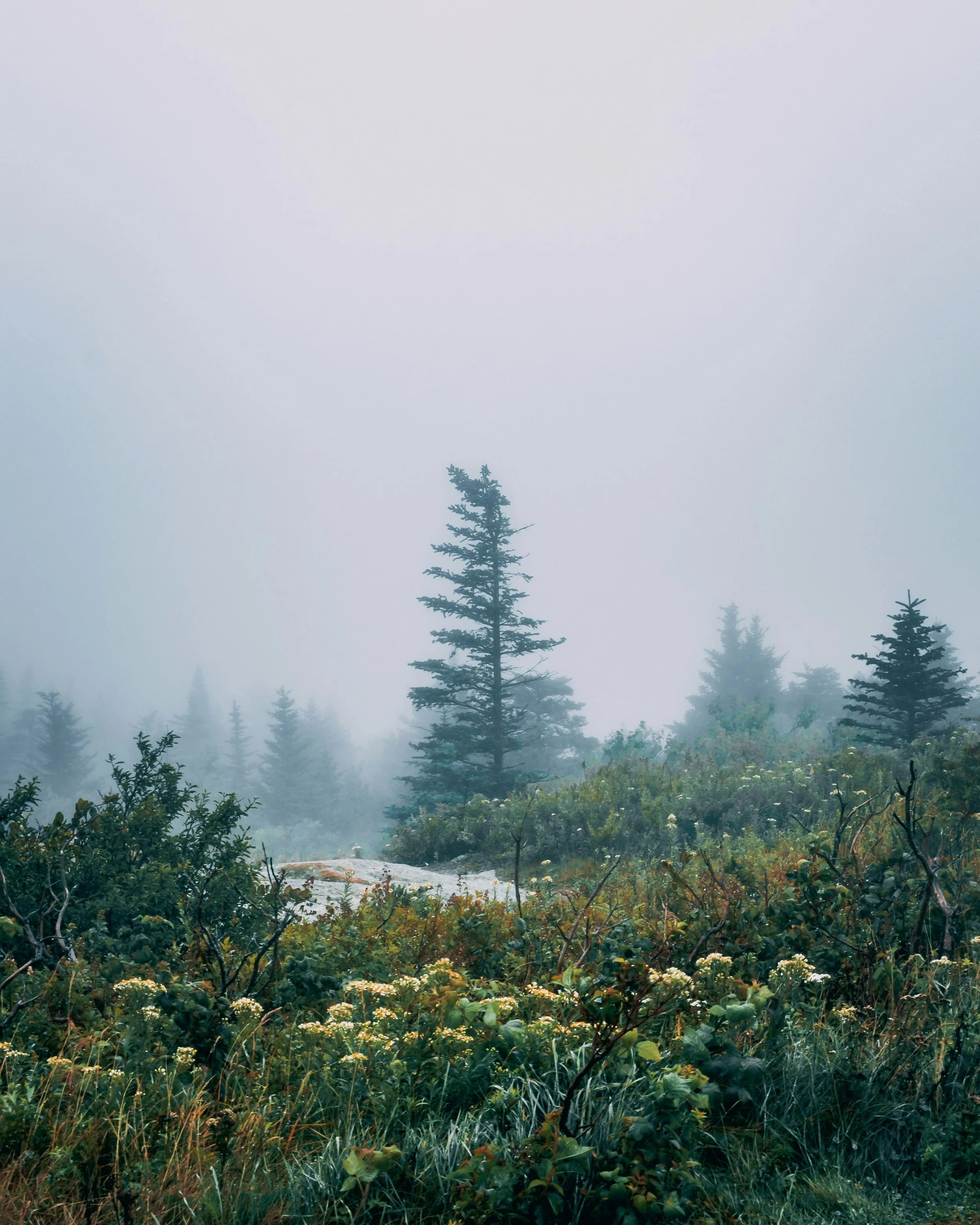 A foggy forest scene with tall pine trees and dense green bushes and plants in the foreground.