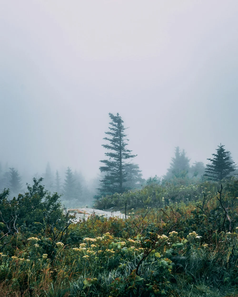 Foggy Maine forest with tall pine trees