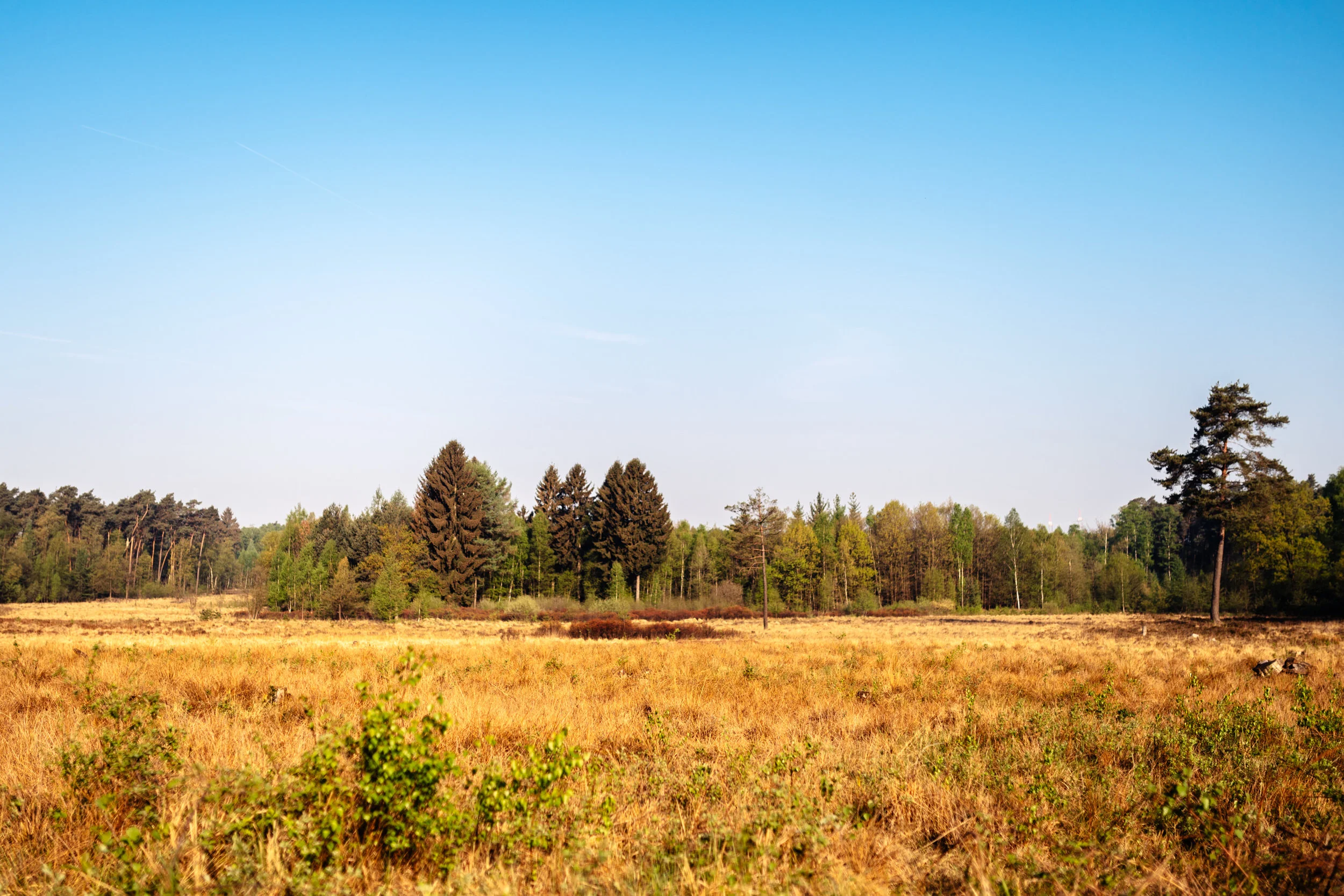 ©svenjaeger_Family_OhligserHeide_003.jpg