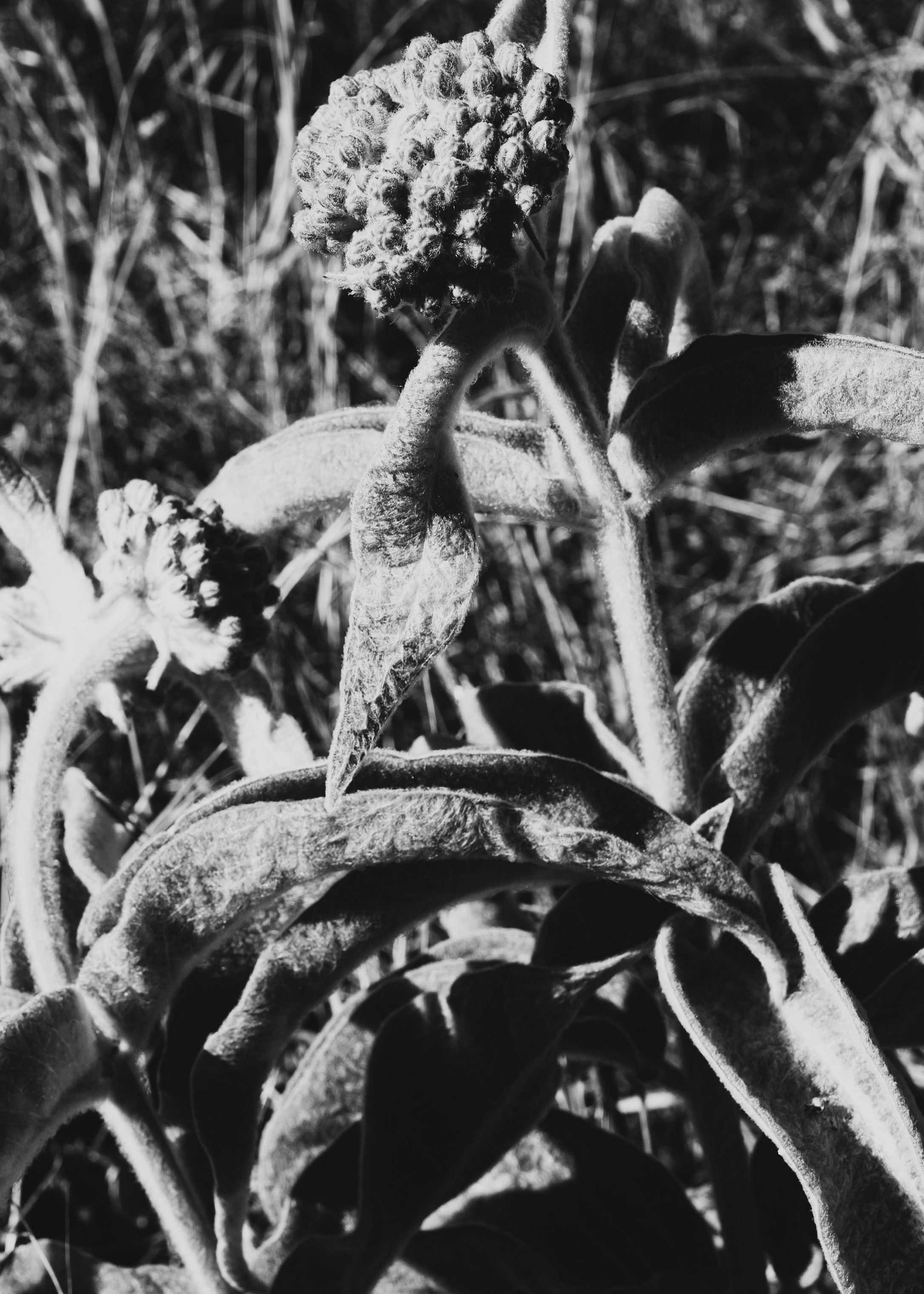 milkweed_bw_web.jpg