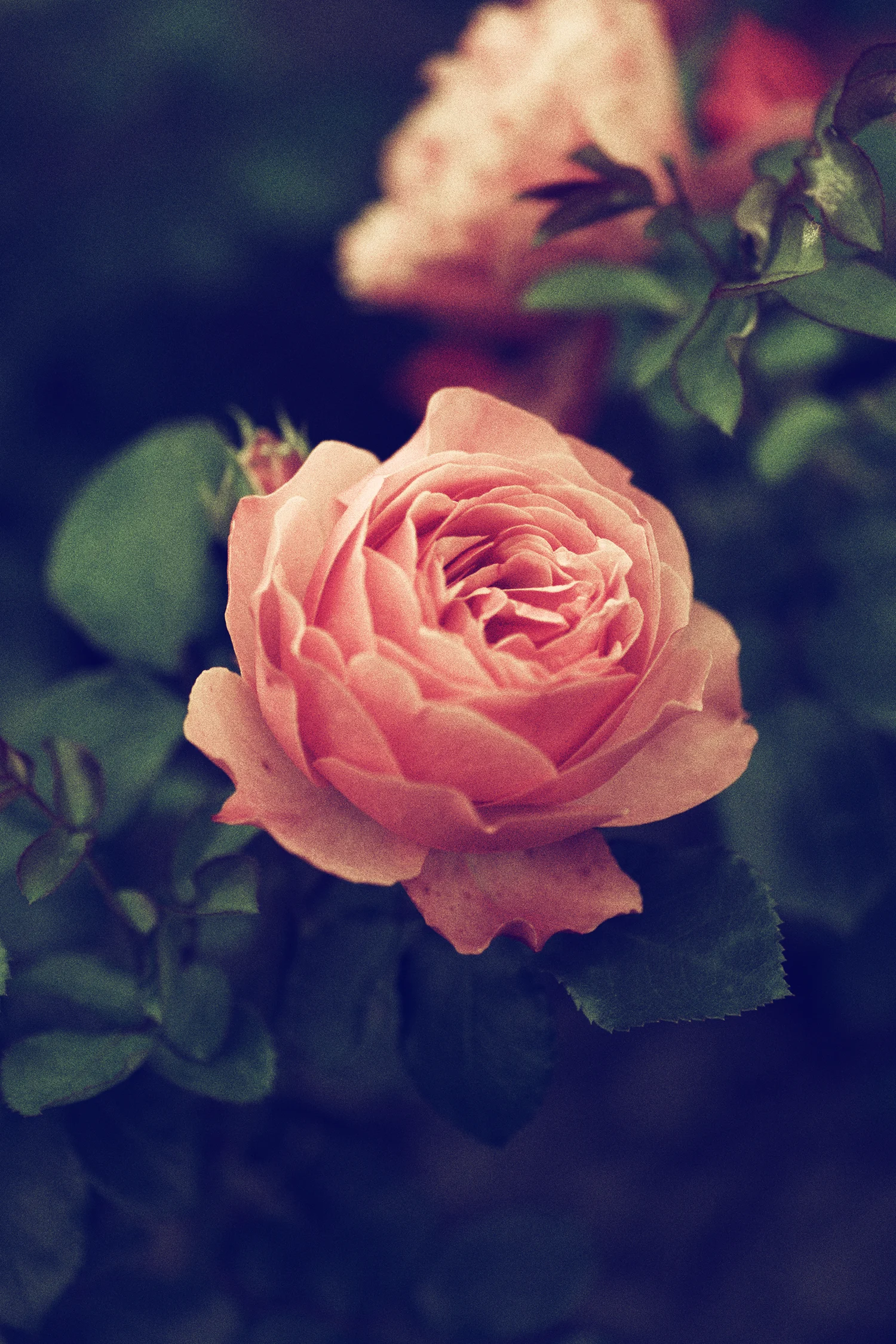 Vintage Rose Tumblr