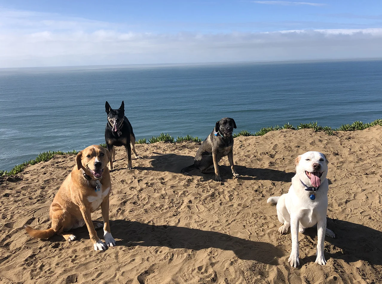 A happy pack at Ft Funston