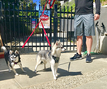 Rincon Hill Dog Park