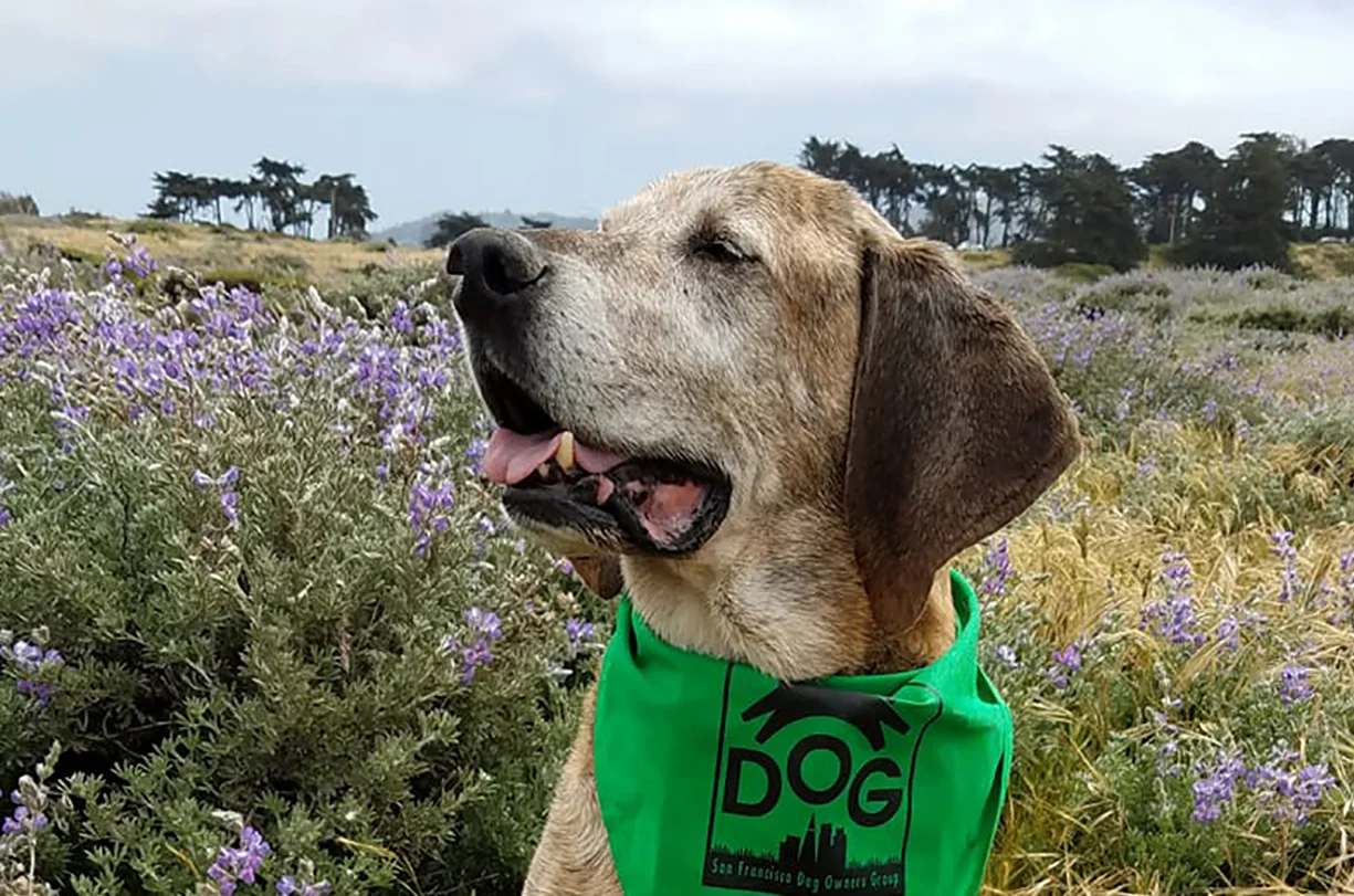 Scoop de Doo&nbsp;City-wide Dog Park Clean-up Day a Huge Success