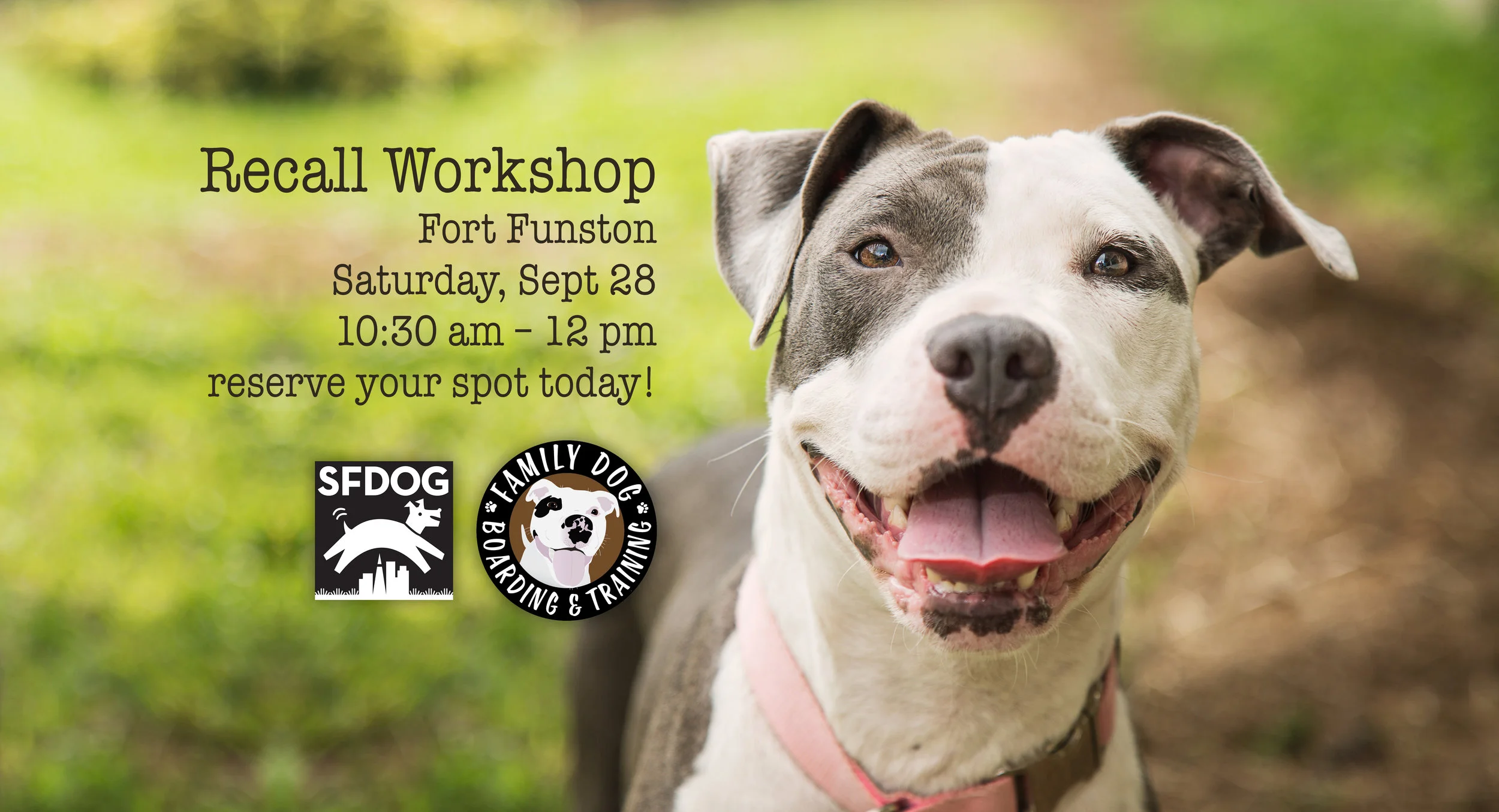 Off-Leash Recall Workshop
